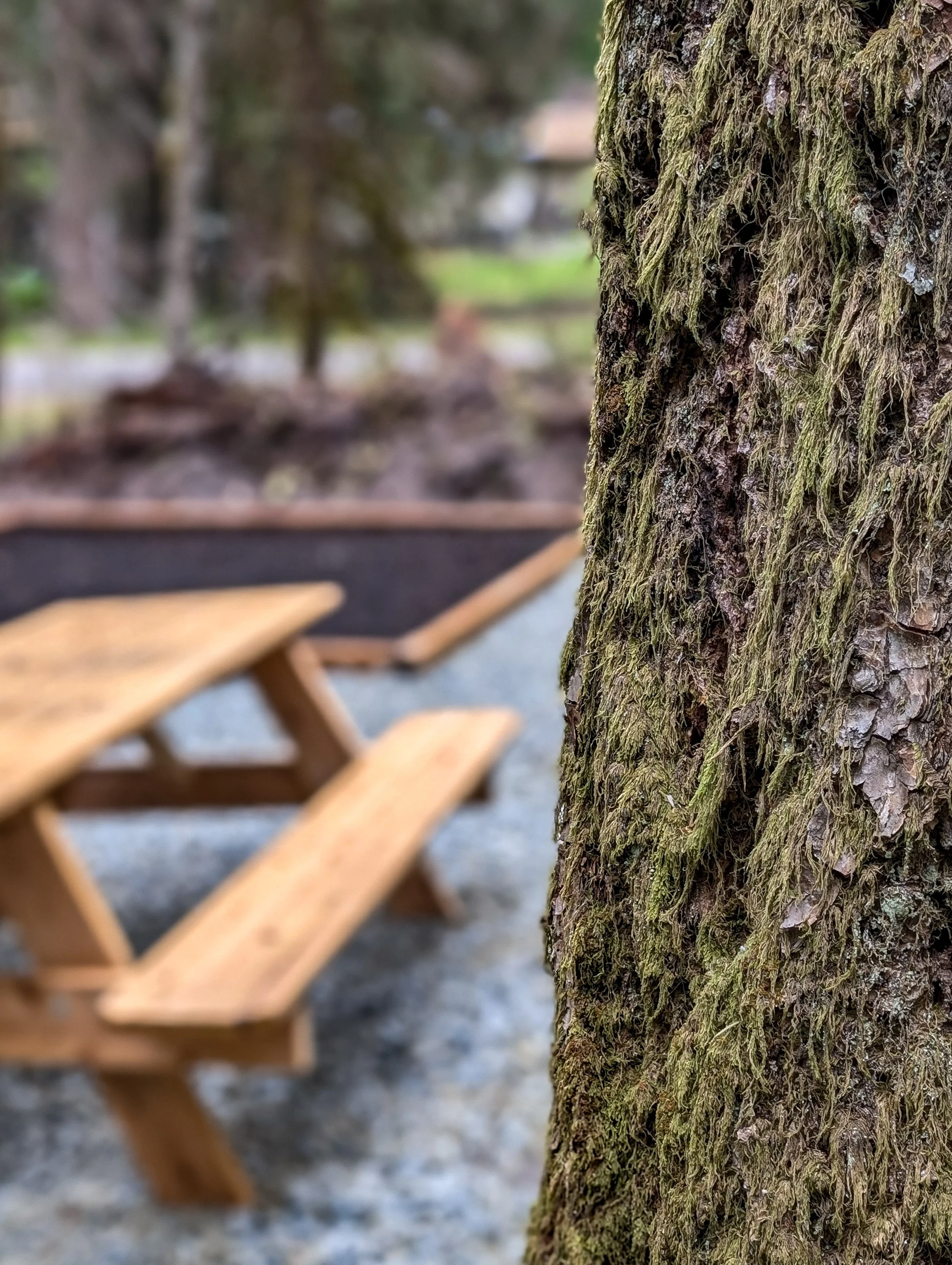 Close-up of a moss-covered tree trunk in a park with blurred wooden picnic tables and trees in the background.