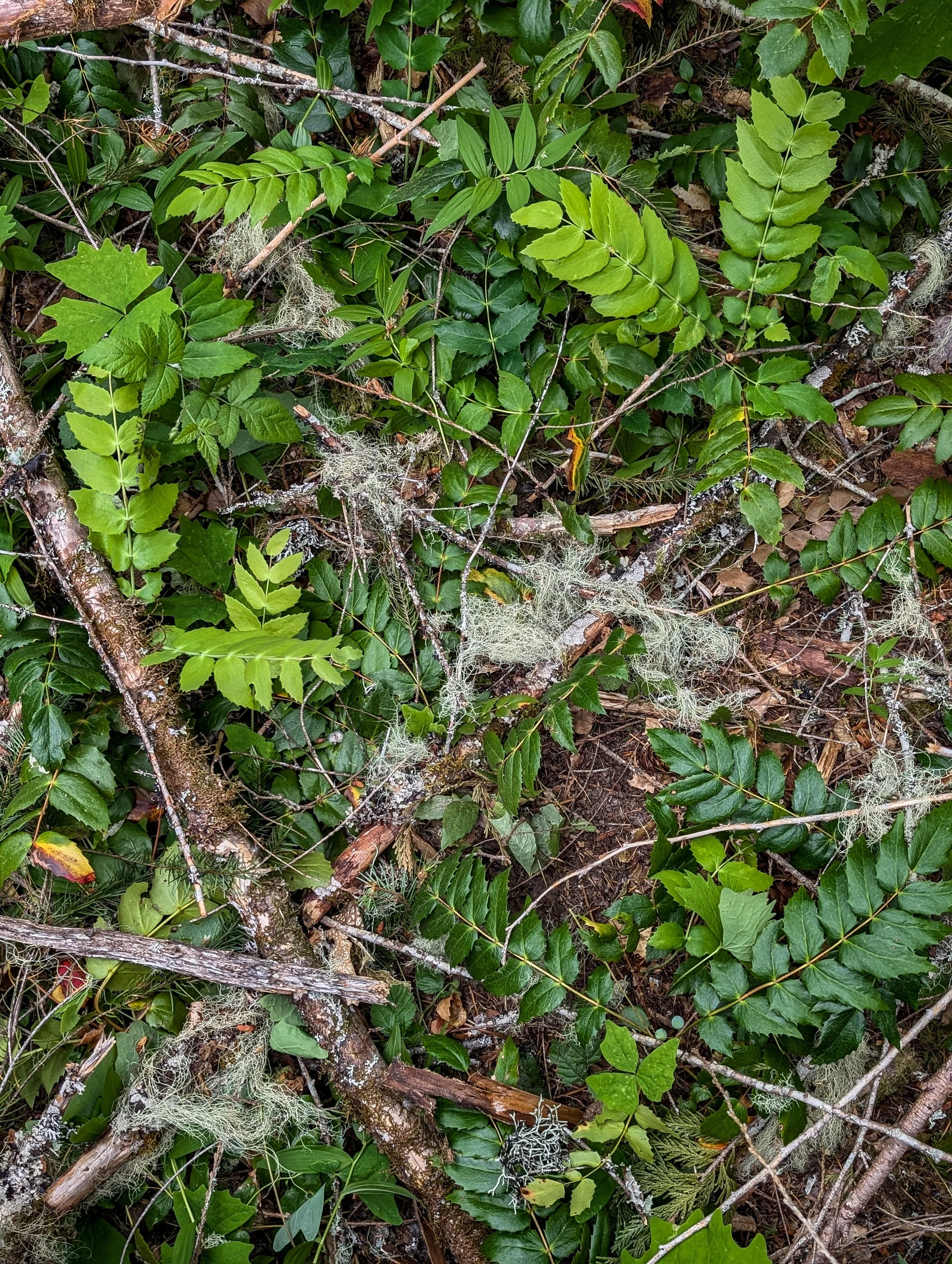 Close-up of forest floor covered with various green leaves, moss, small twigs, and lichens.