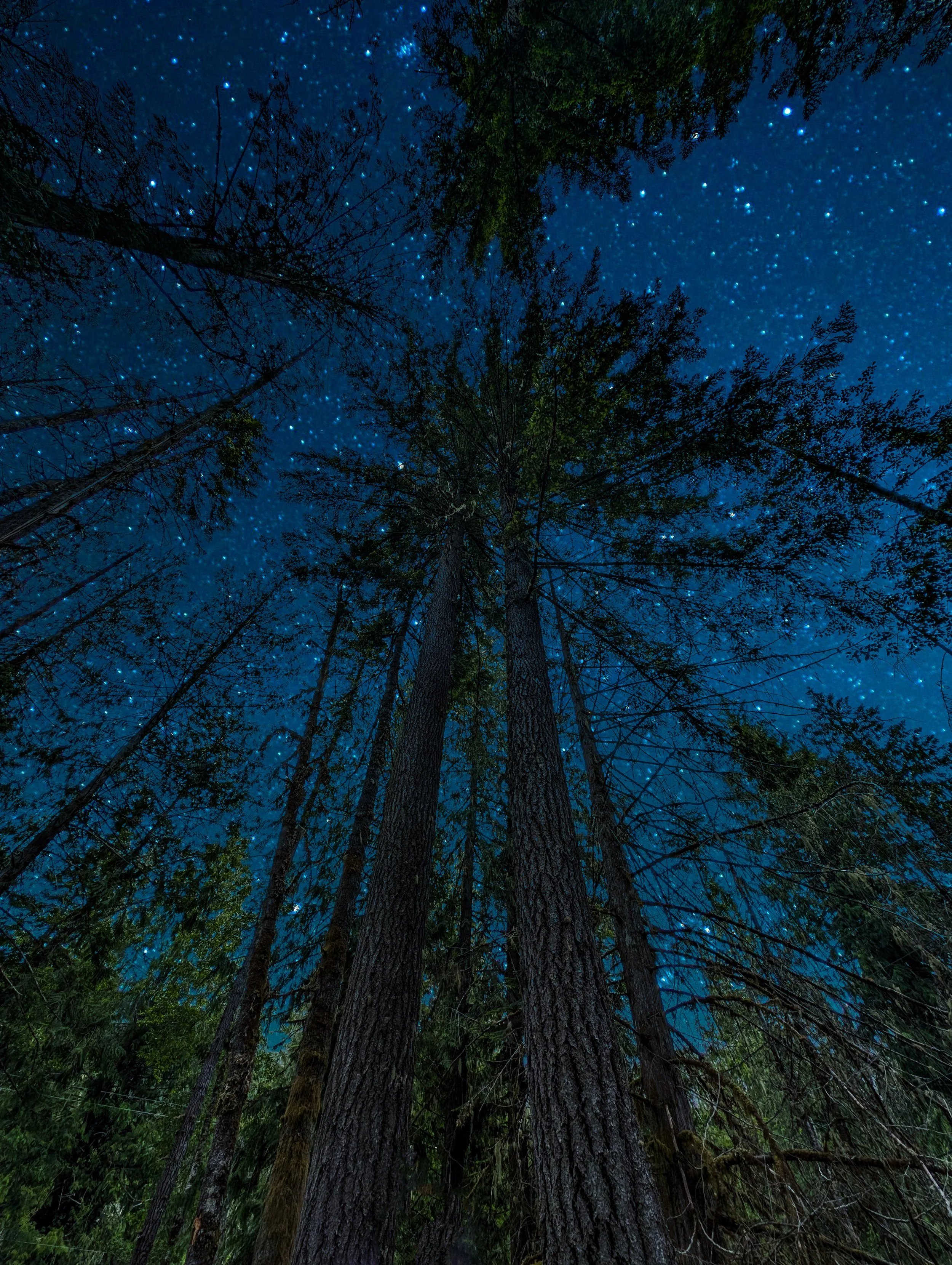 Nighttime view of tall pine trees looking up at the starry sky.