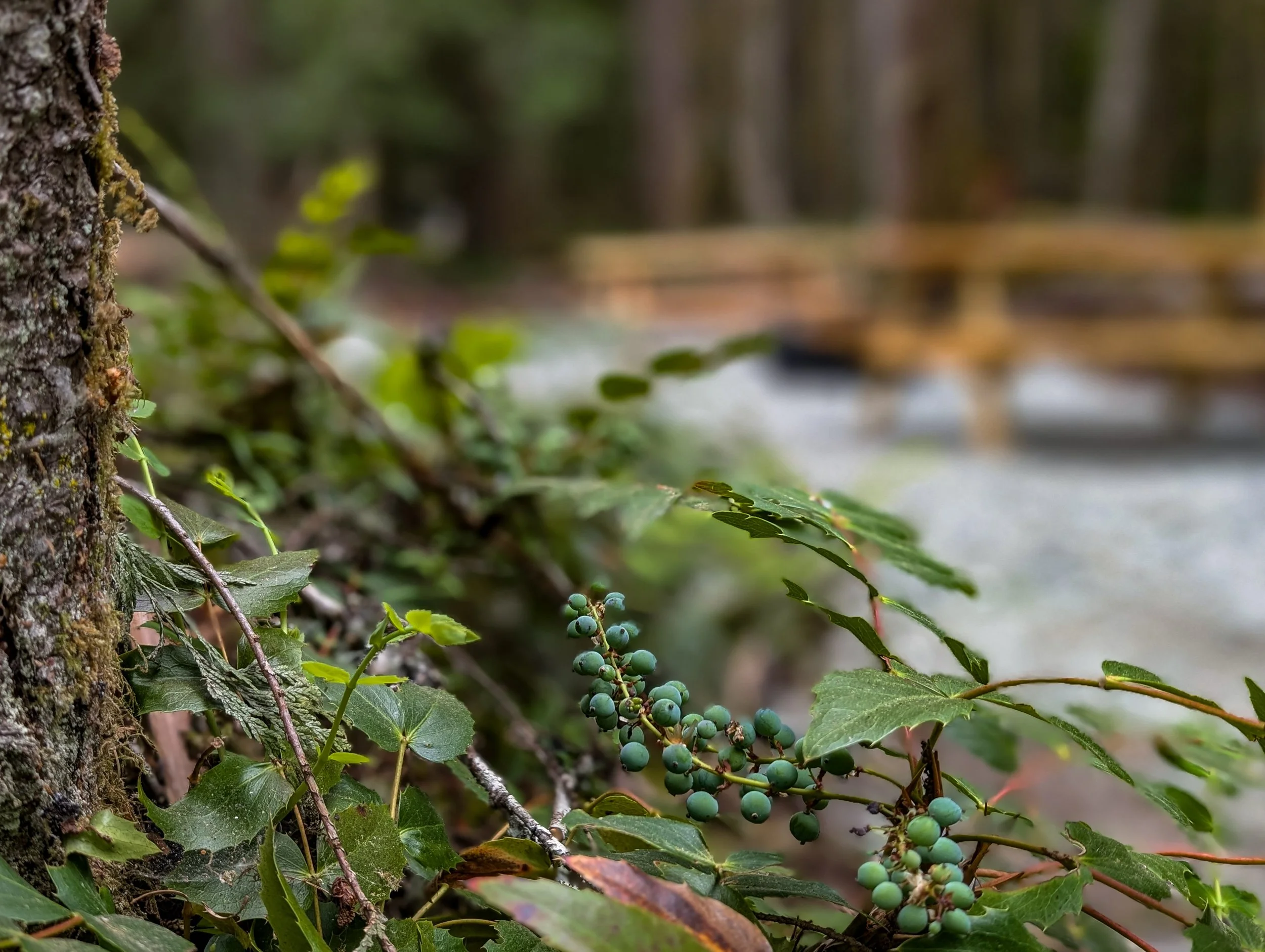 Close-up of green berries and ivy leaves on a forest floor with a blurred background of a the Wonderland Campsite that contains two tent pads, two picnic tables and a fire pit surrounded by trees.