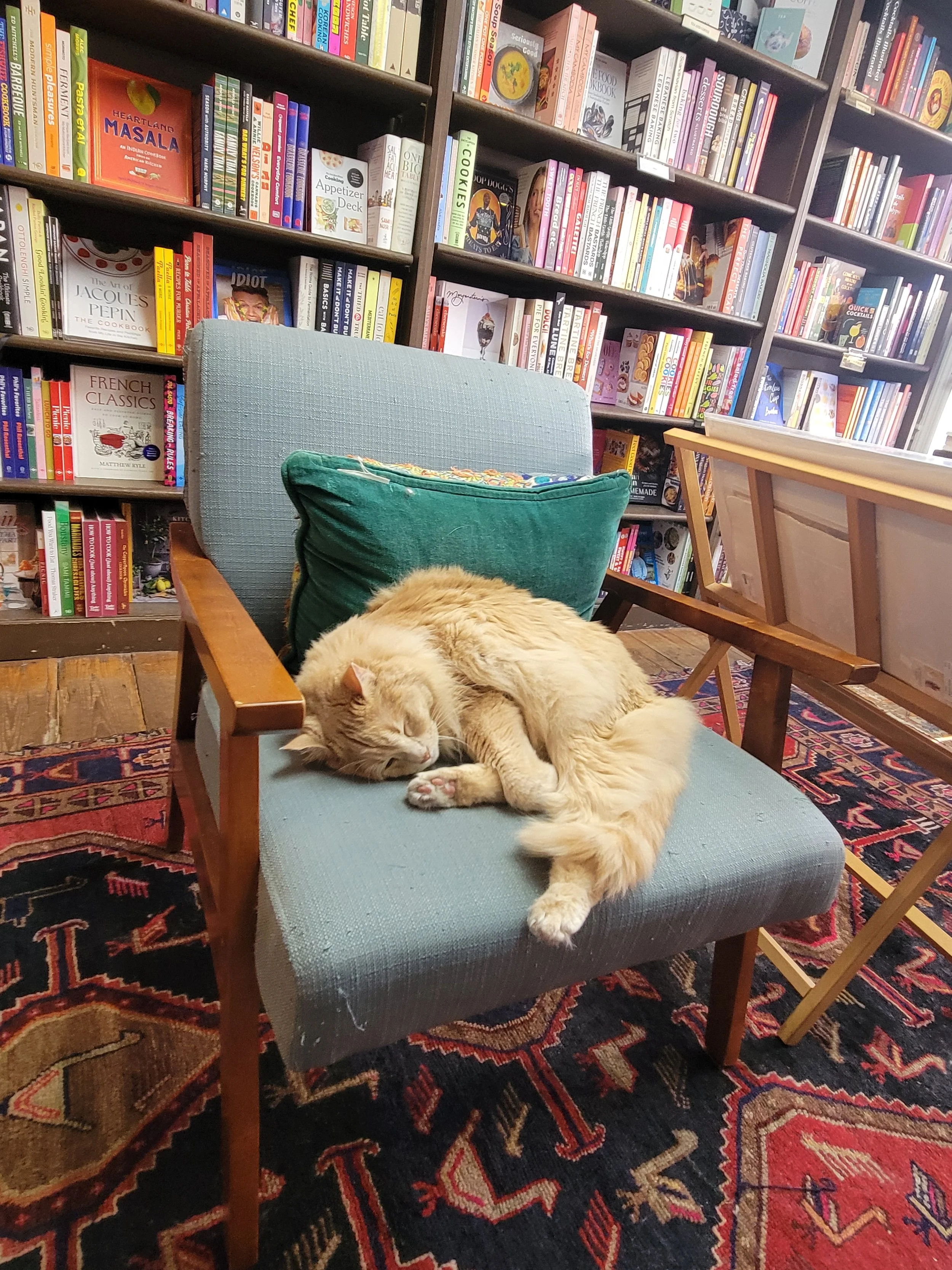 e-shaver-booksellers-cat-sleeping.jpg