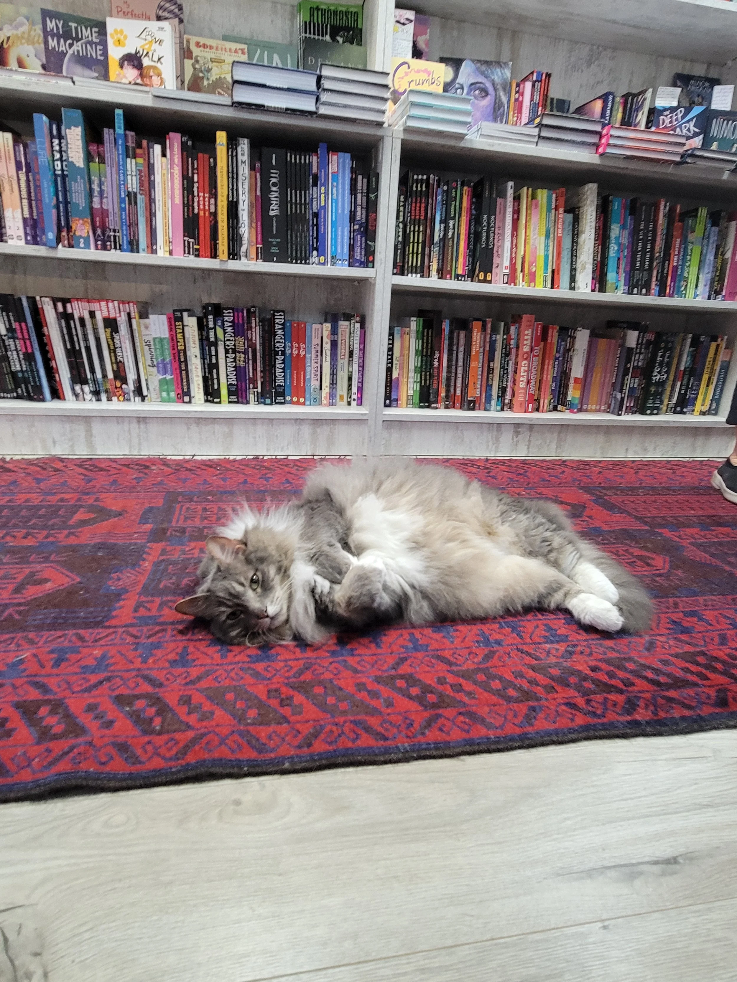 e-shaver-booksellers-kitty.jpg