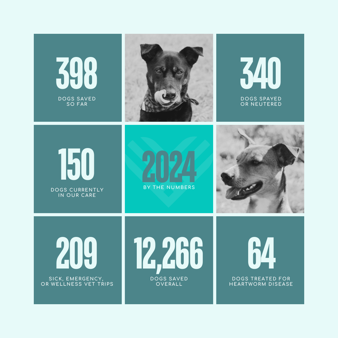 DOGS BY THE NUMBERS.png