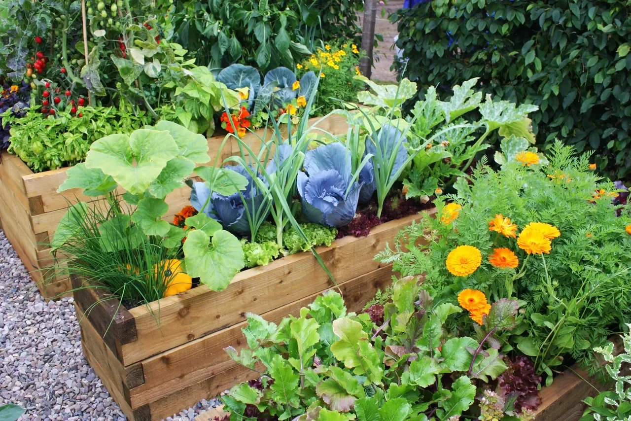 Fall Veggie Planting Guide for Southern California Gardens
