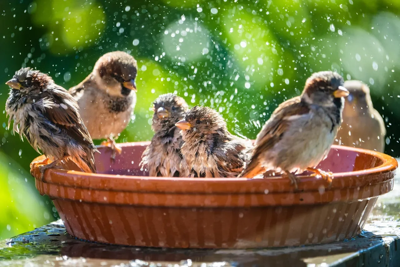 Build a Wildlife-Friendly Winter Garden in Southern California