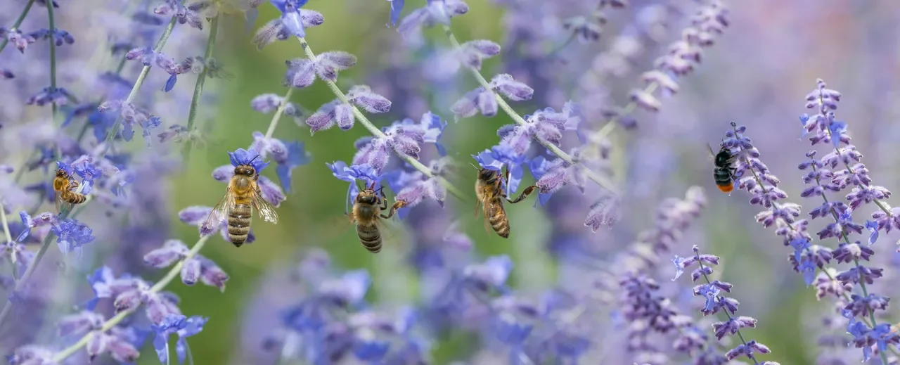 Pollinator Prep: Build a Bee &amp; Butterfly Garden This February