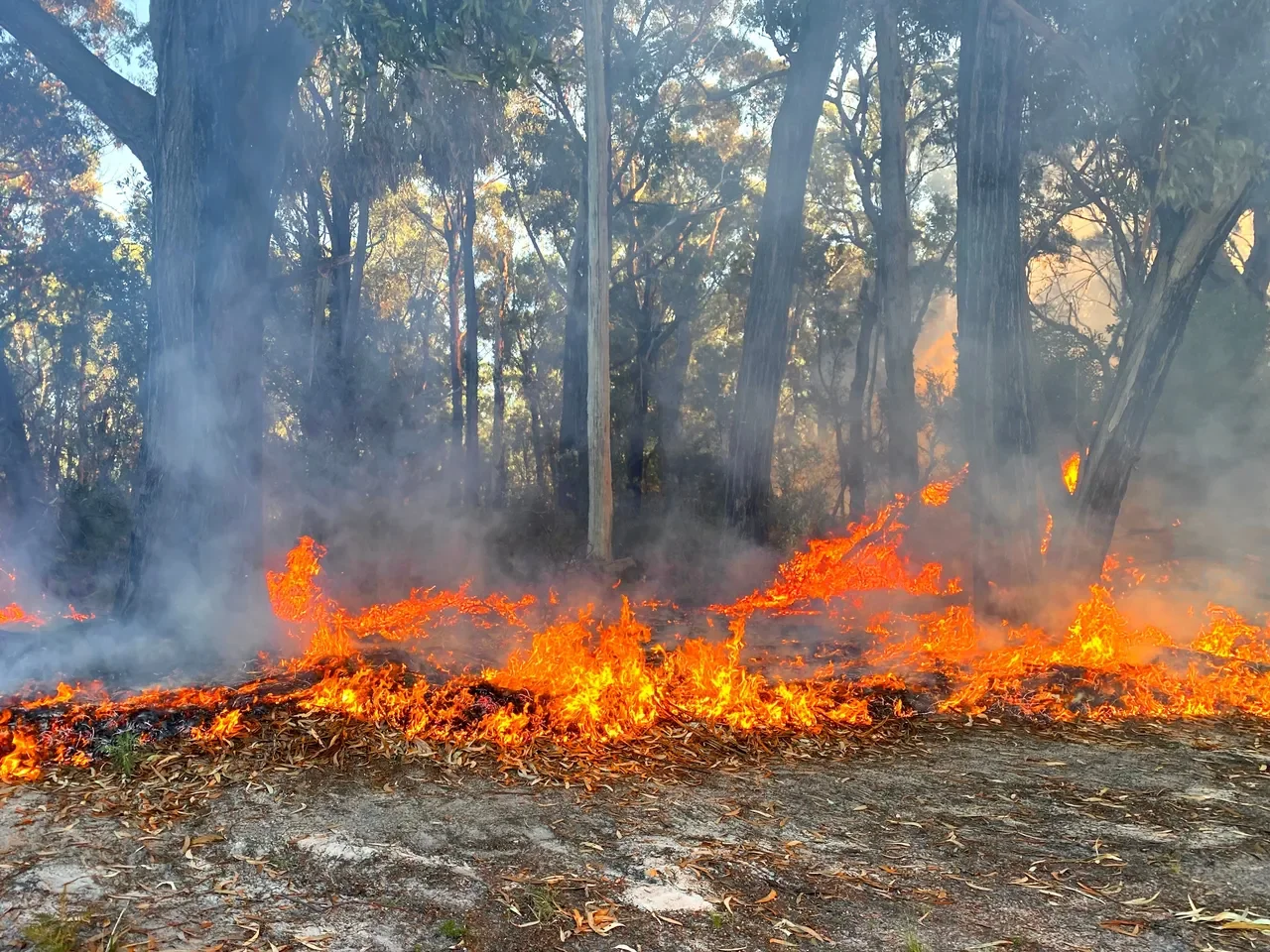 SoCal Green Scene: Prepare Early for Fire Season