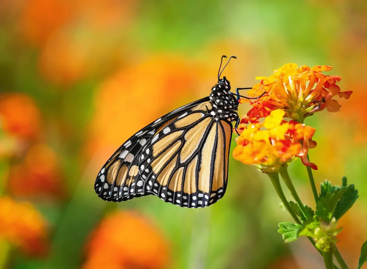 SoCal Green Scene: Create a Butterfly &amp; Hummingbird Garden
