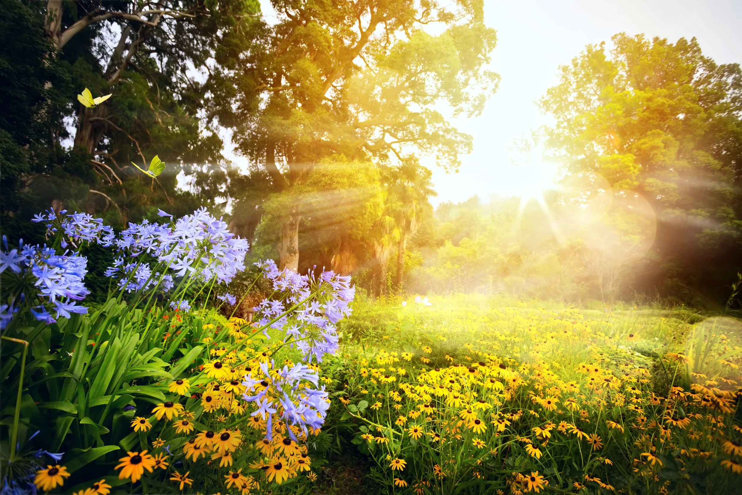 Beat the Heat: How to Protect Your Garden During Summer Heatwaves