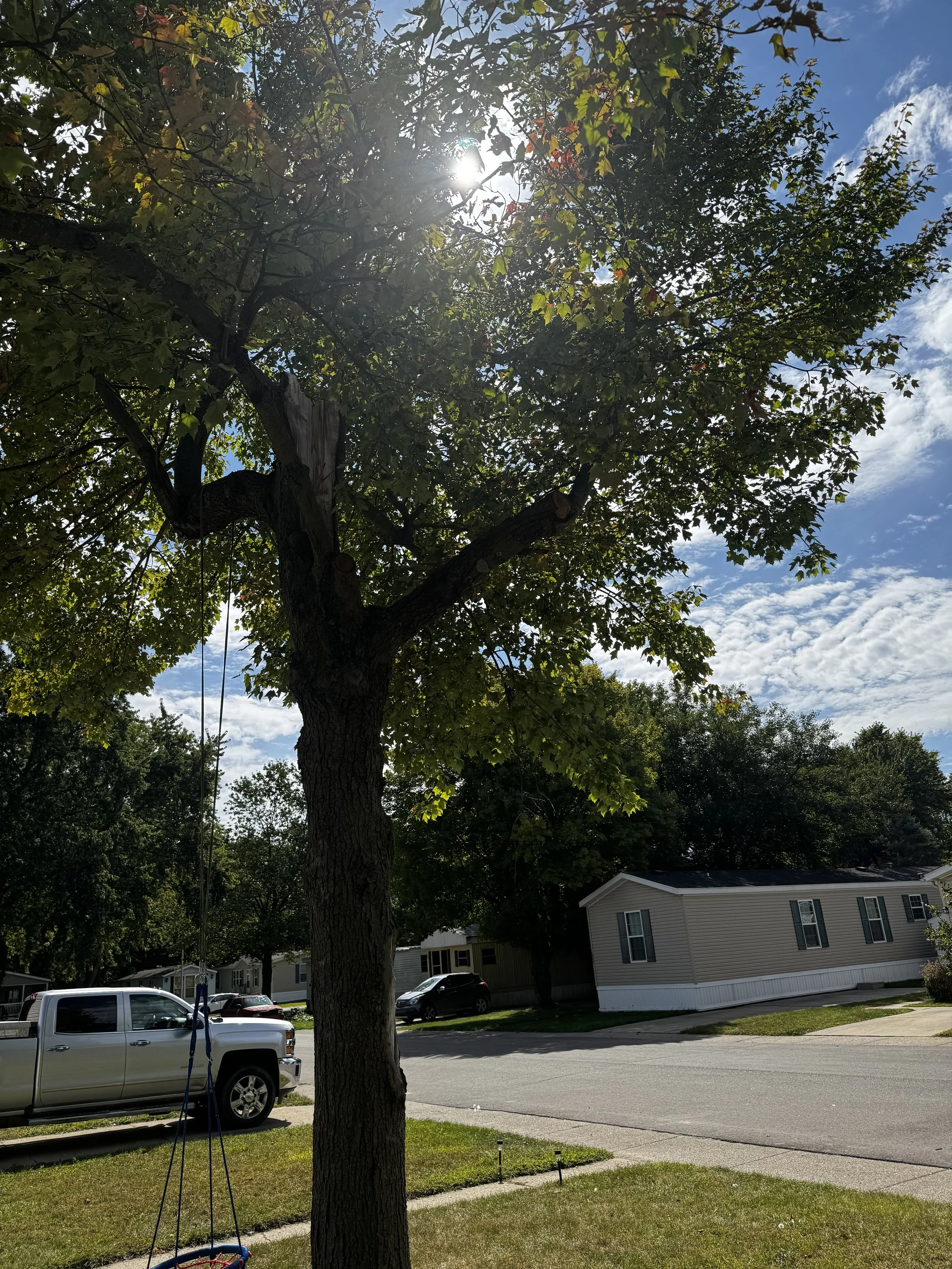 A tree has undergone trimming and pruning and transformation.
