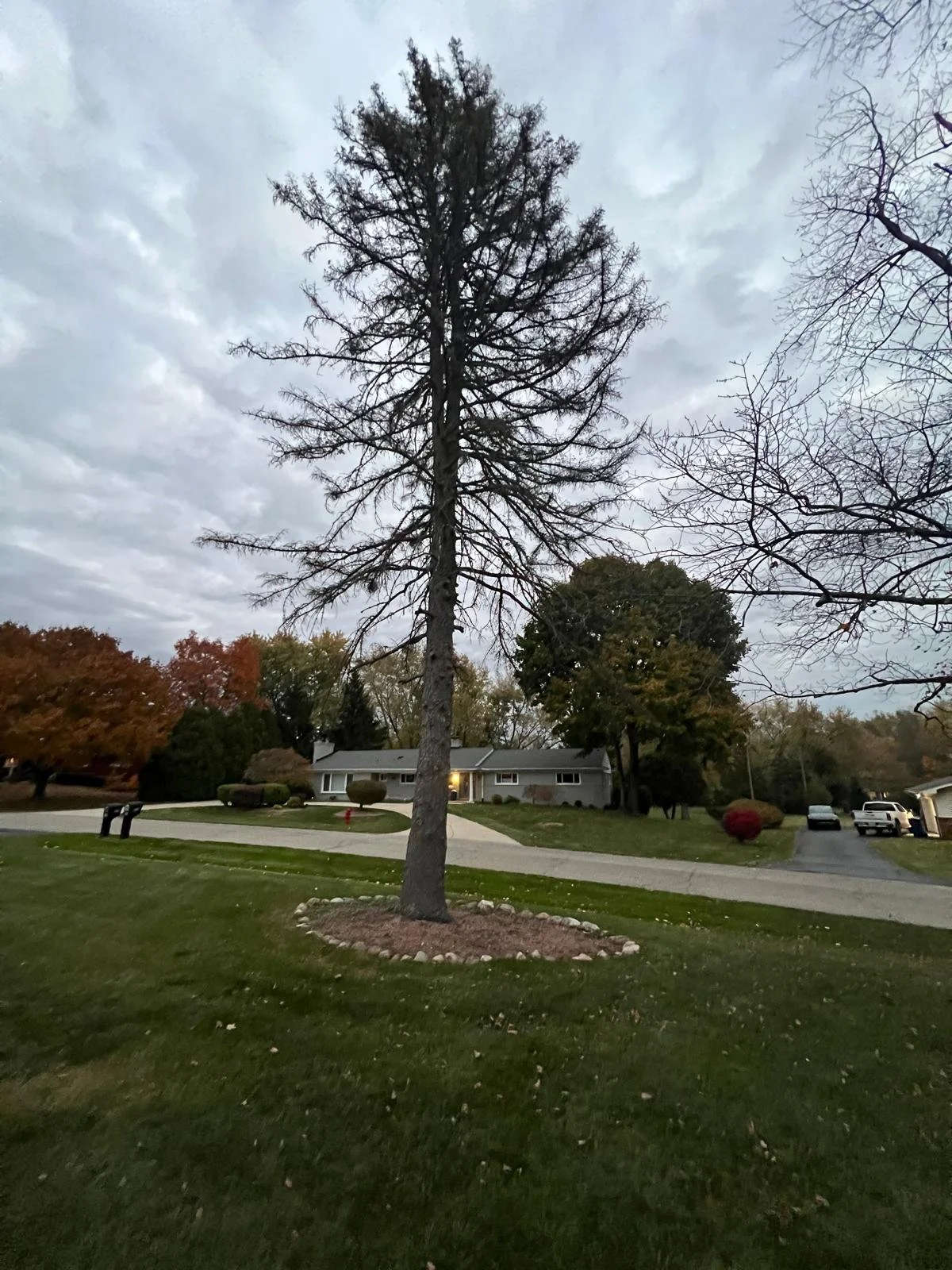 We remove your tree with our expertise team