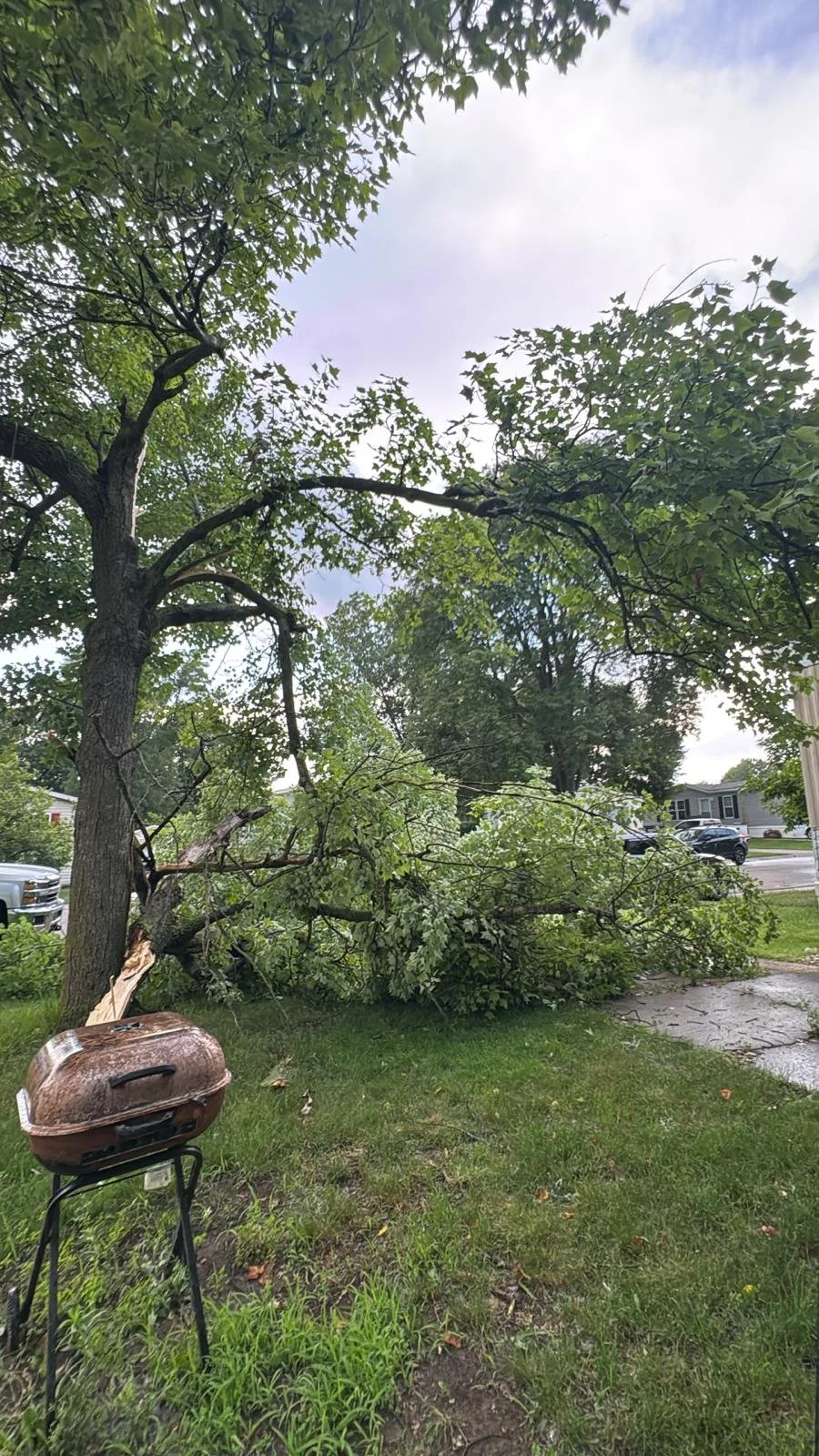 Hazardous branches are prone to falling.