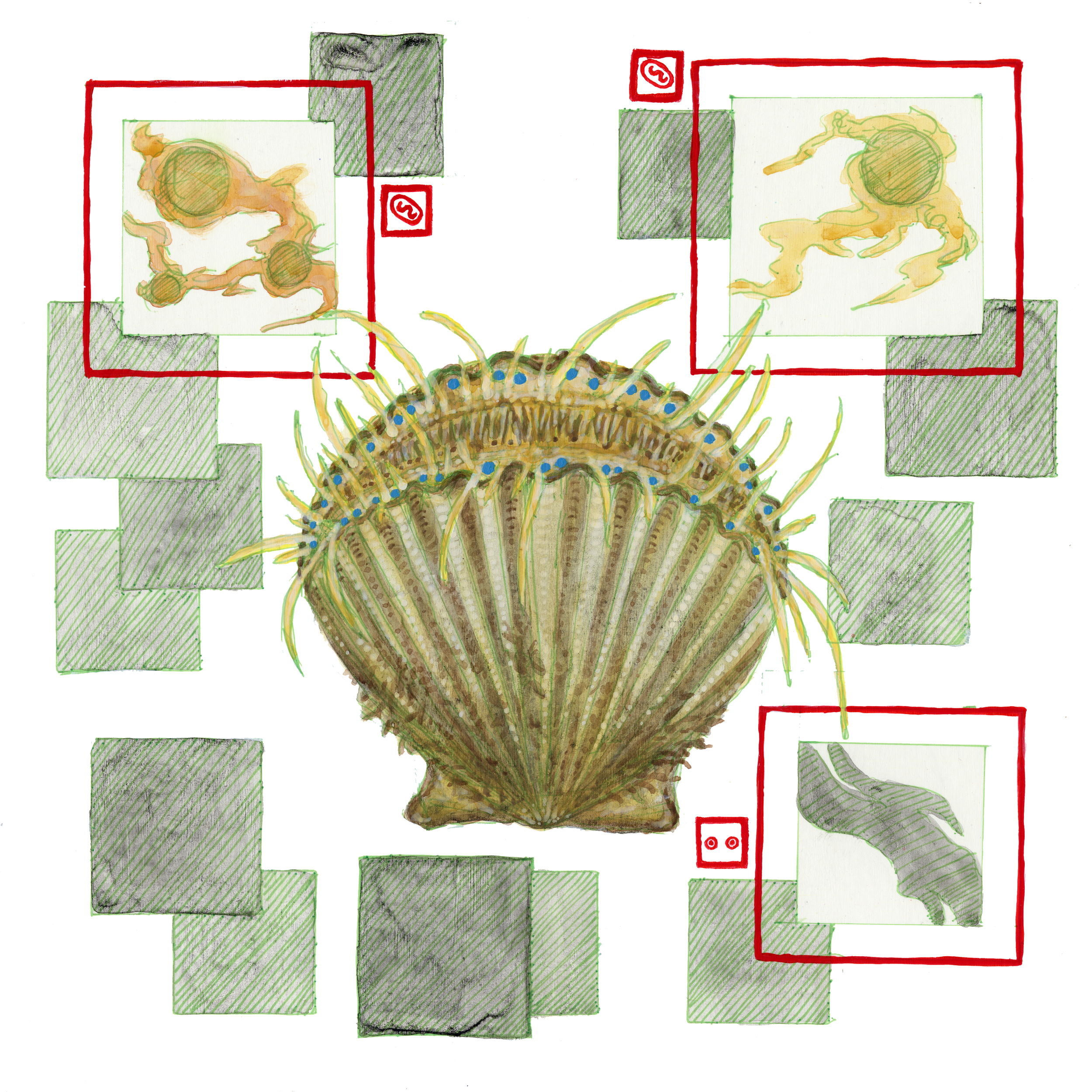 Page 1- Bay Scallop Vision
