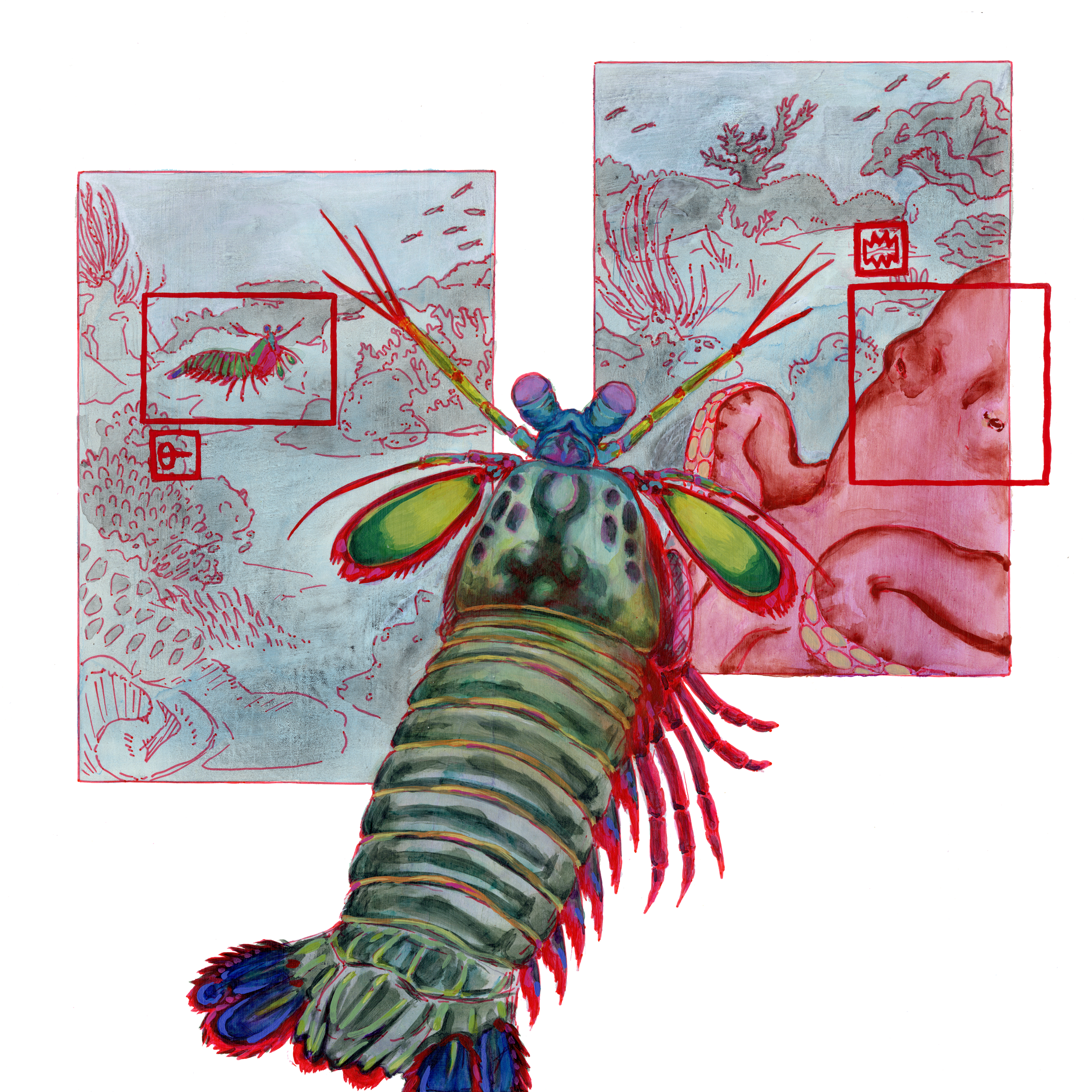 Page 3- Peacock Mantis Shrimp Vision