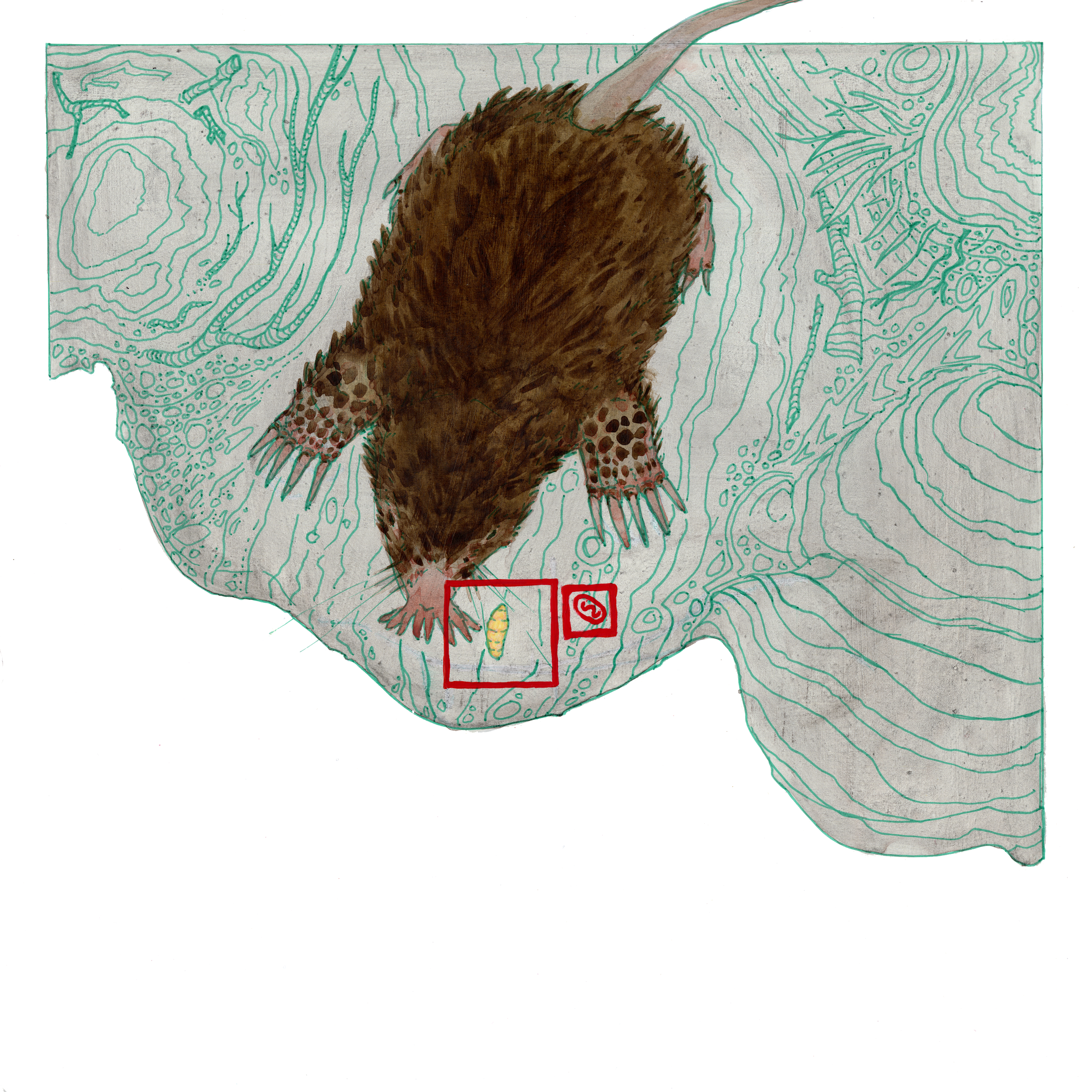 Page 2- Star-Nosed Mole Touch
