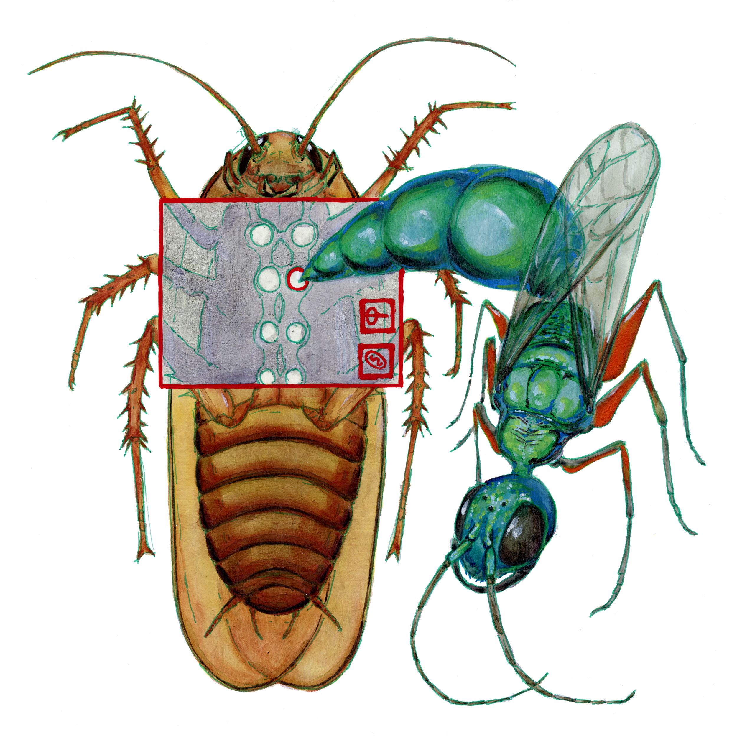 Emerald Jewel Wasp 