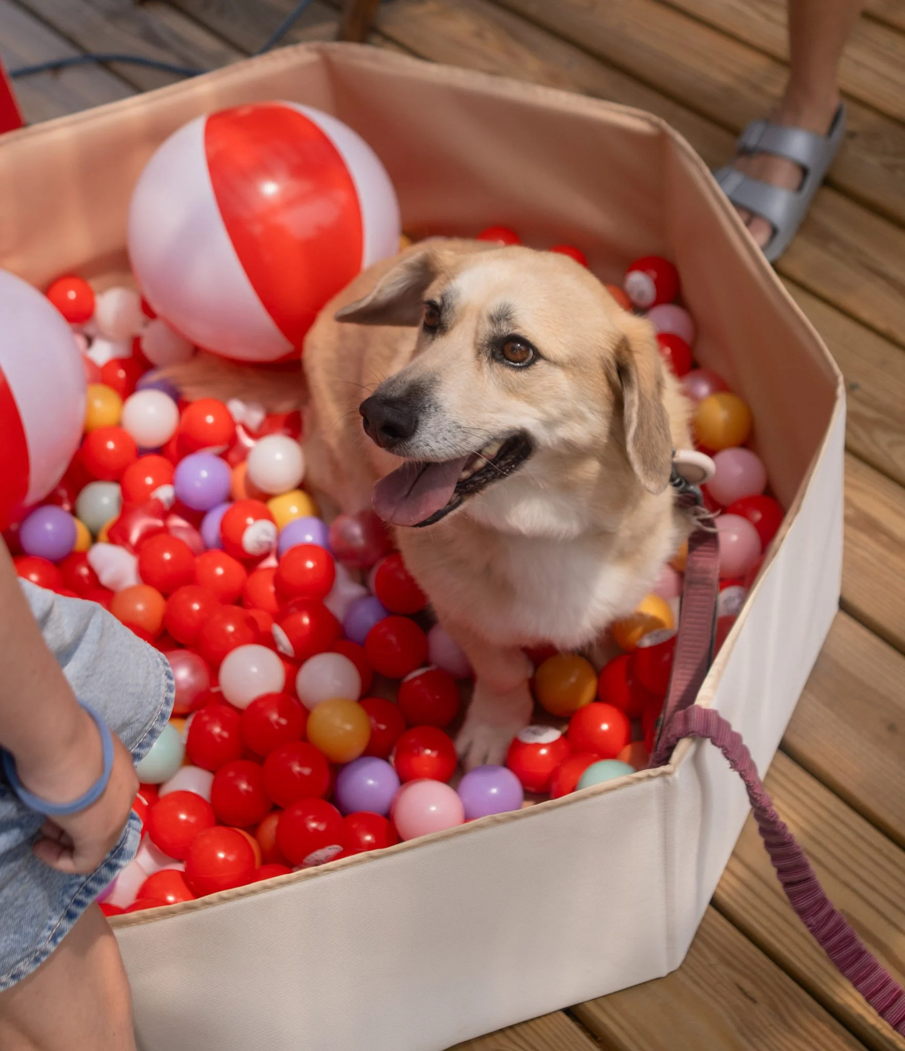 DogDaysOfSummer-173.jpg