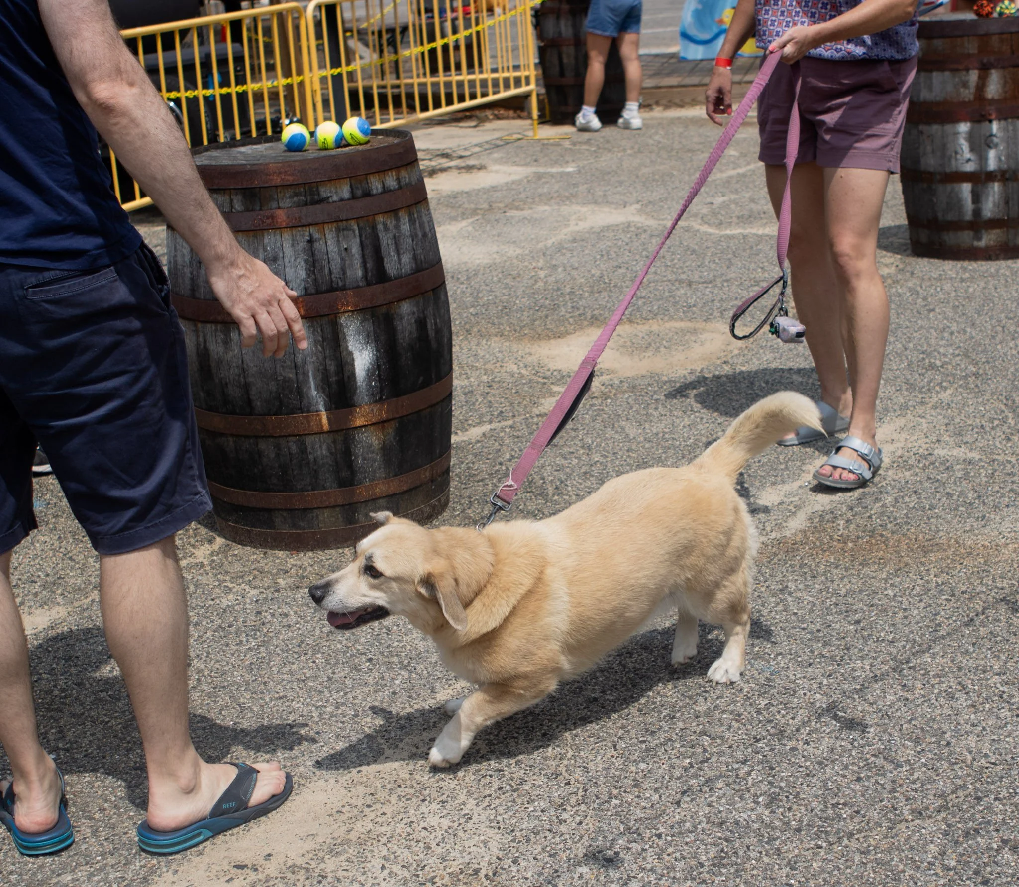 DogDaysOfSummer-113.jpg
