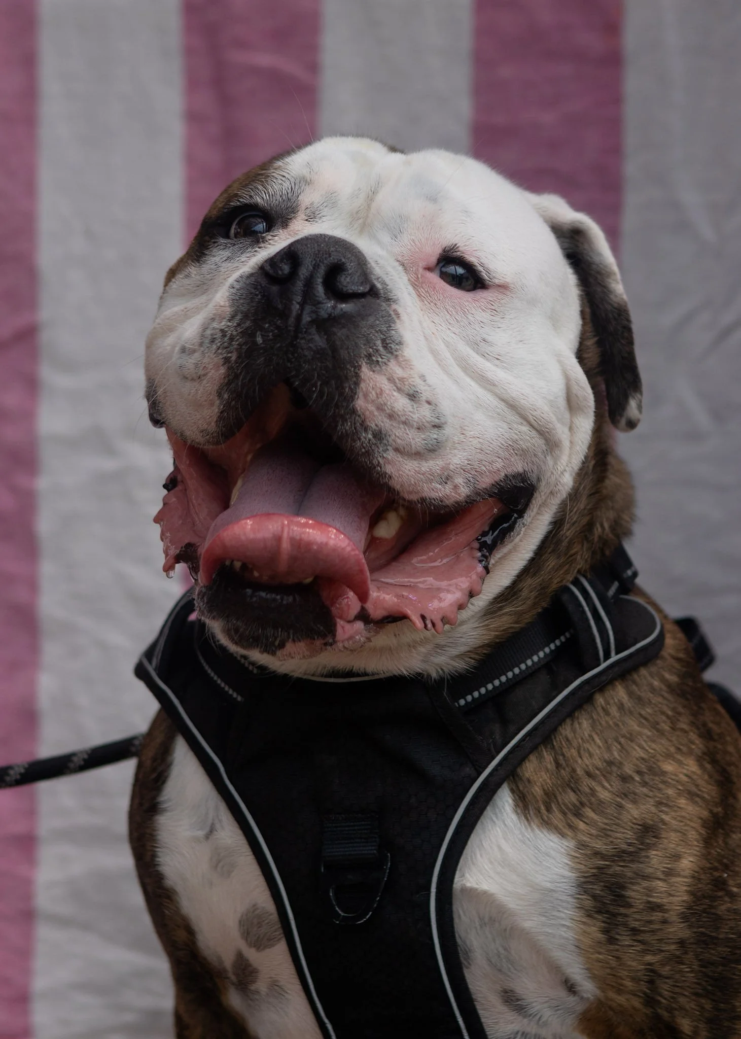 DogDaysOfSummer-133.jpg