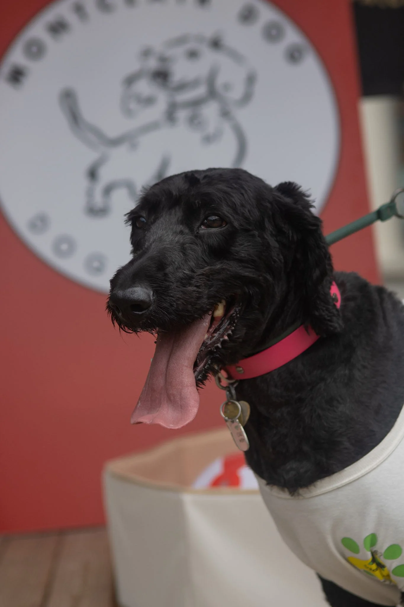 DogDaysOfSummer-088.jpg
