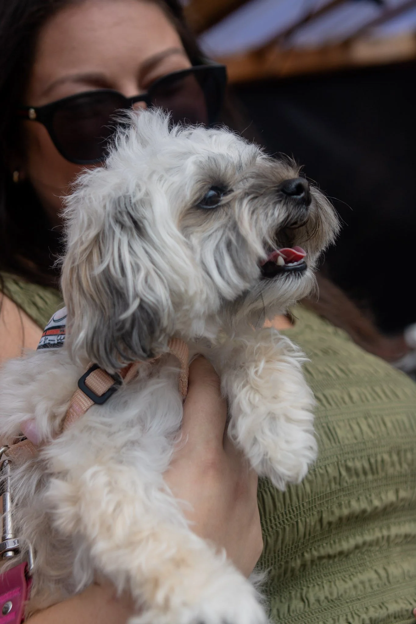 DogDaysOfSummer-098.jpg