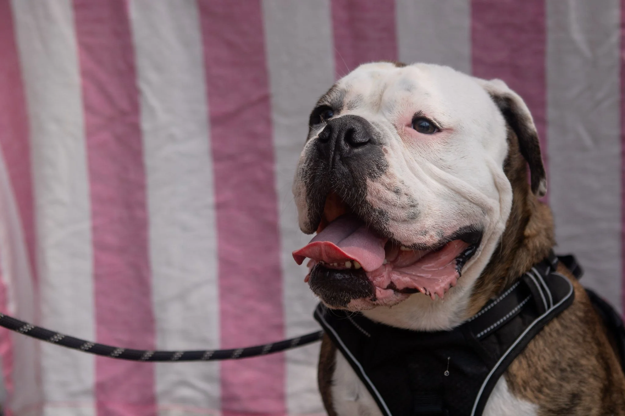 DogDaysOfSummer-137.jpg