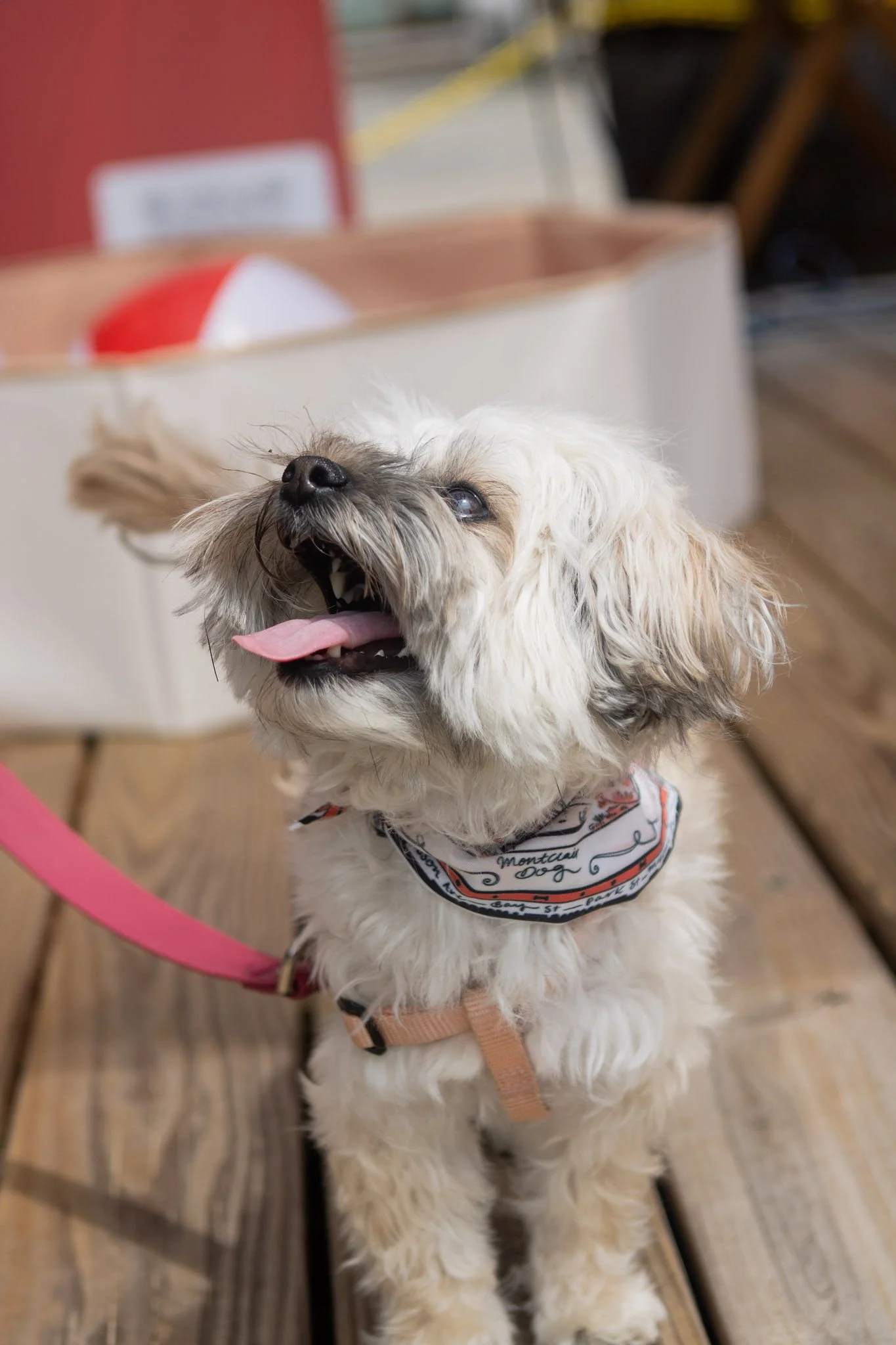 DogDaysOfSummer-093.jpg