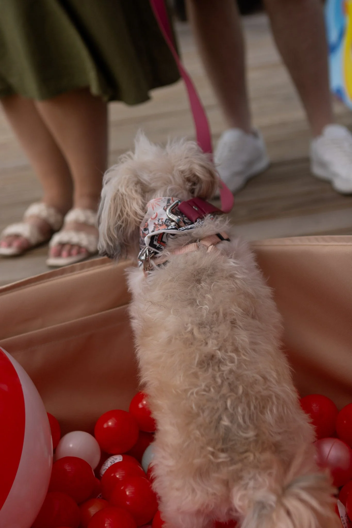 DogDaysOfSummer-105.jpg