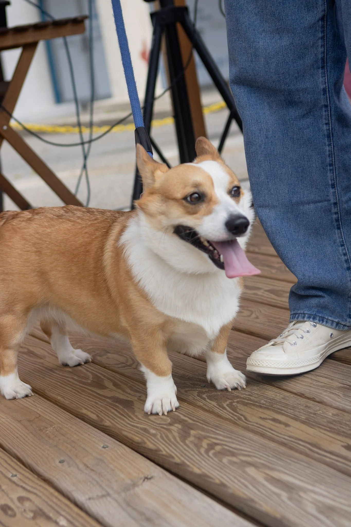 DogDaysOfSummer-046.jpg