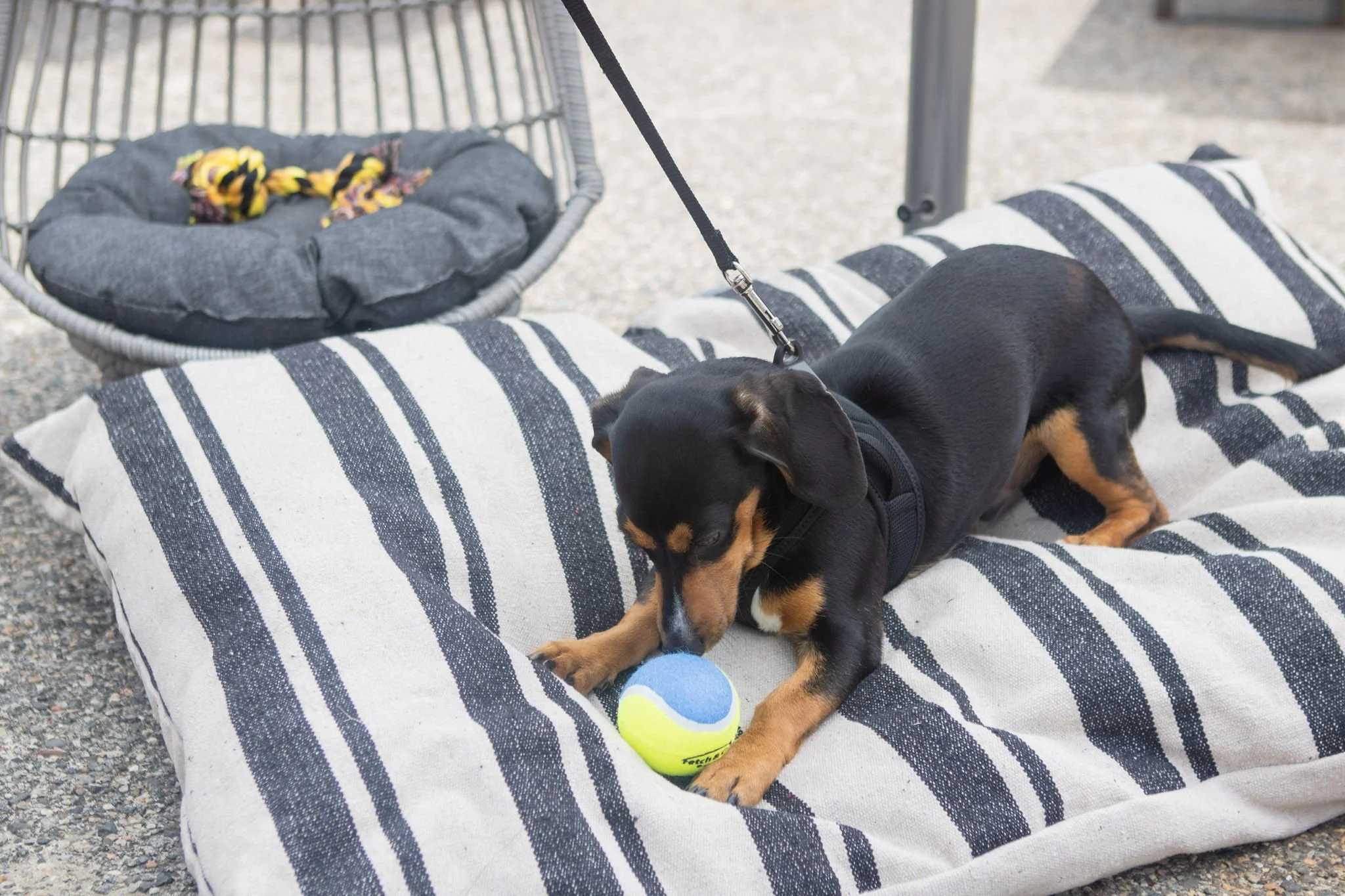 DogDaysOfSummer-074.jpg