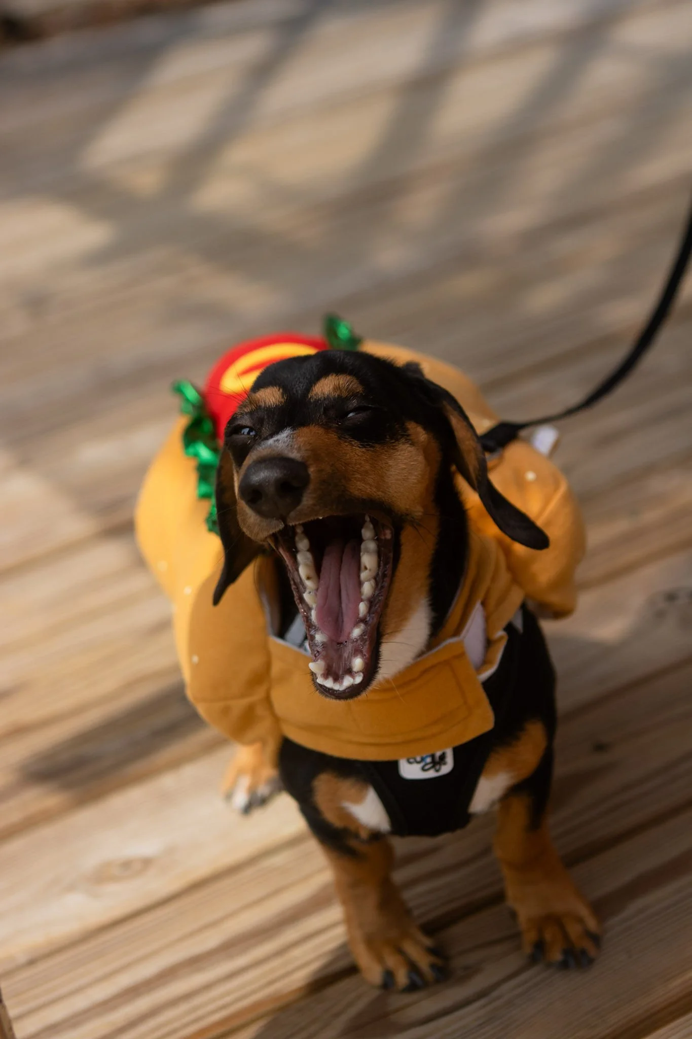 DogDaysOfSummer-129.jpg