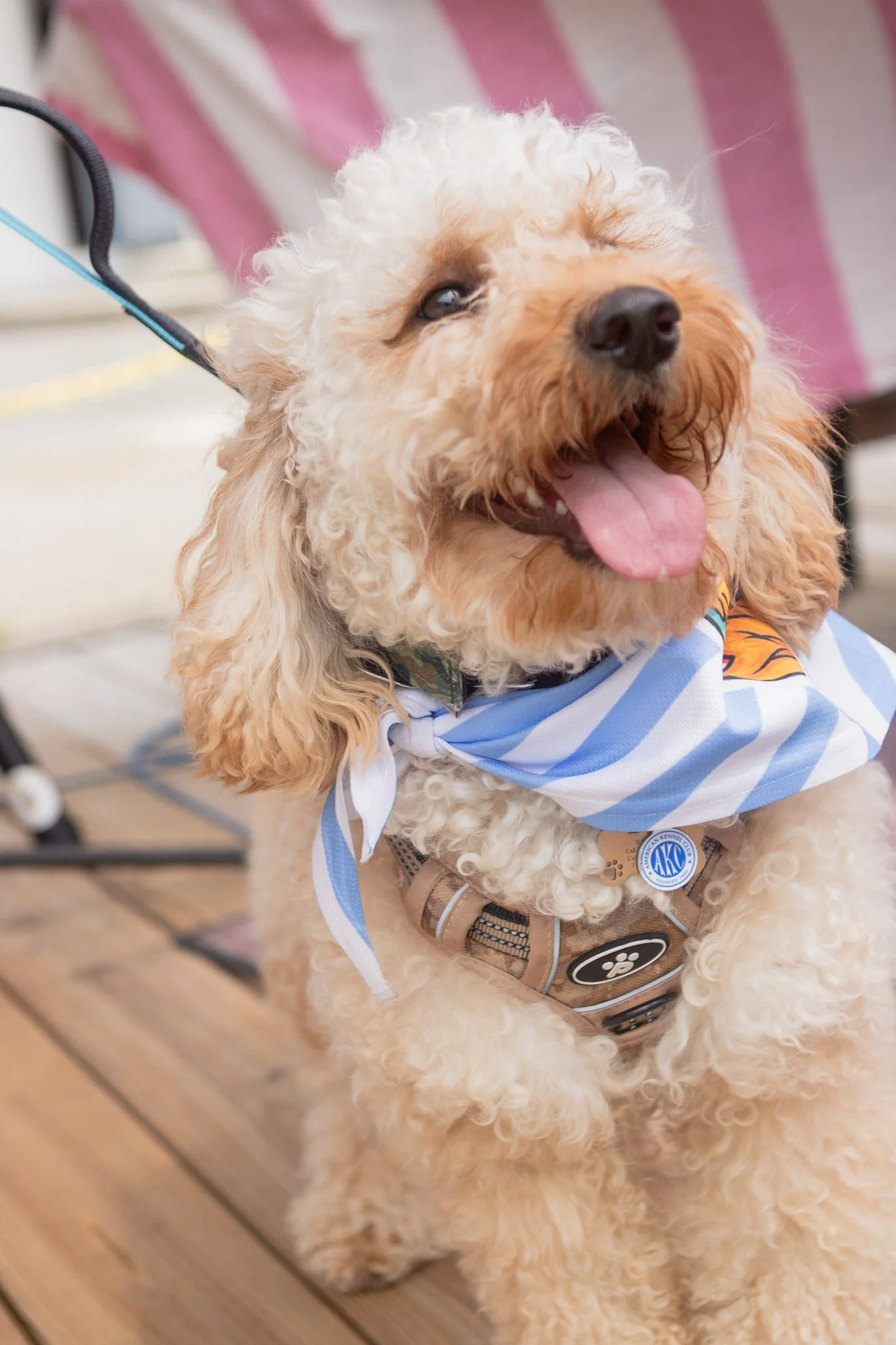 DogDaysOfSummer-056.jpg