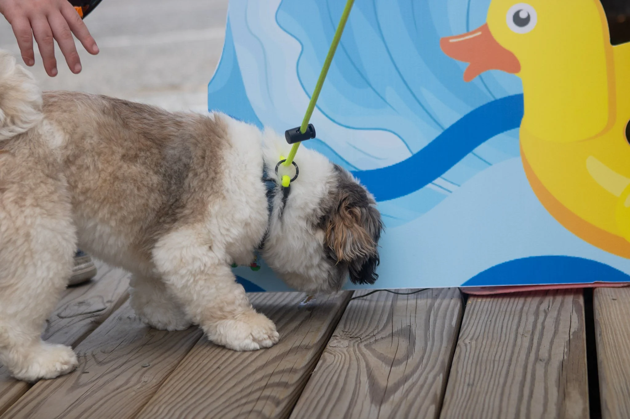DogDaysOfSummer-085.jpg