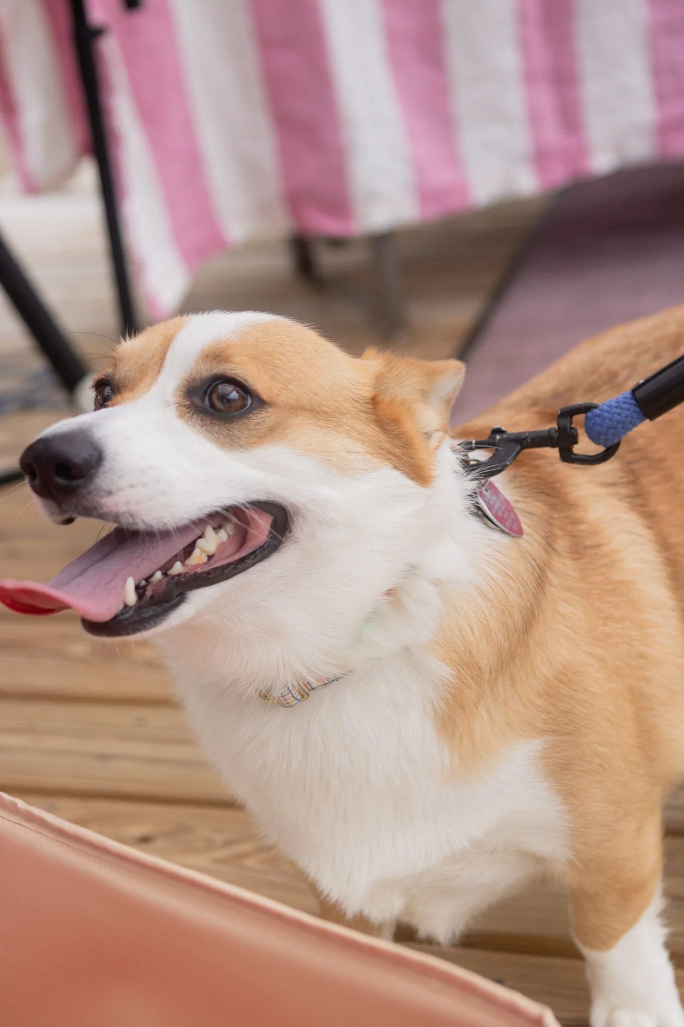 DogDaysOfSummer-045.jpg