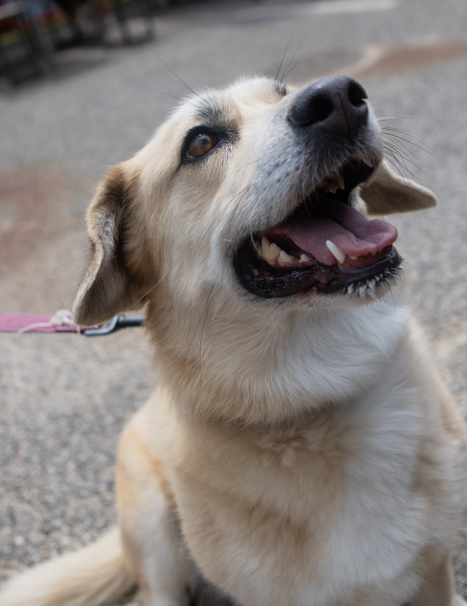 DogDaysOfSummer-111.jpg
