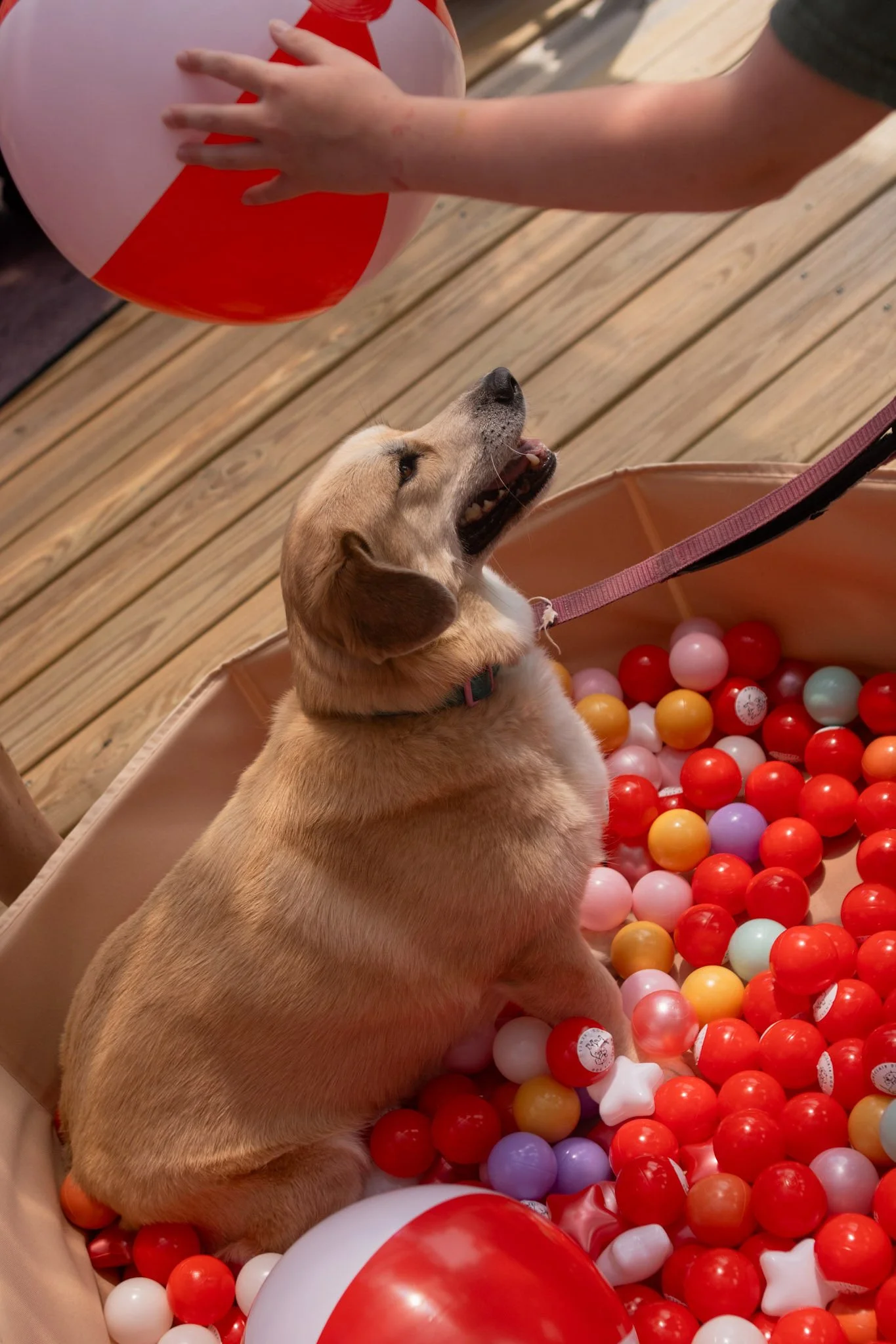 DogDaysOfSummer-170.jpg