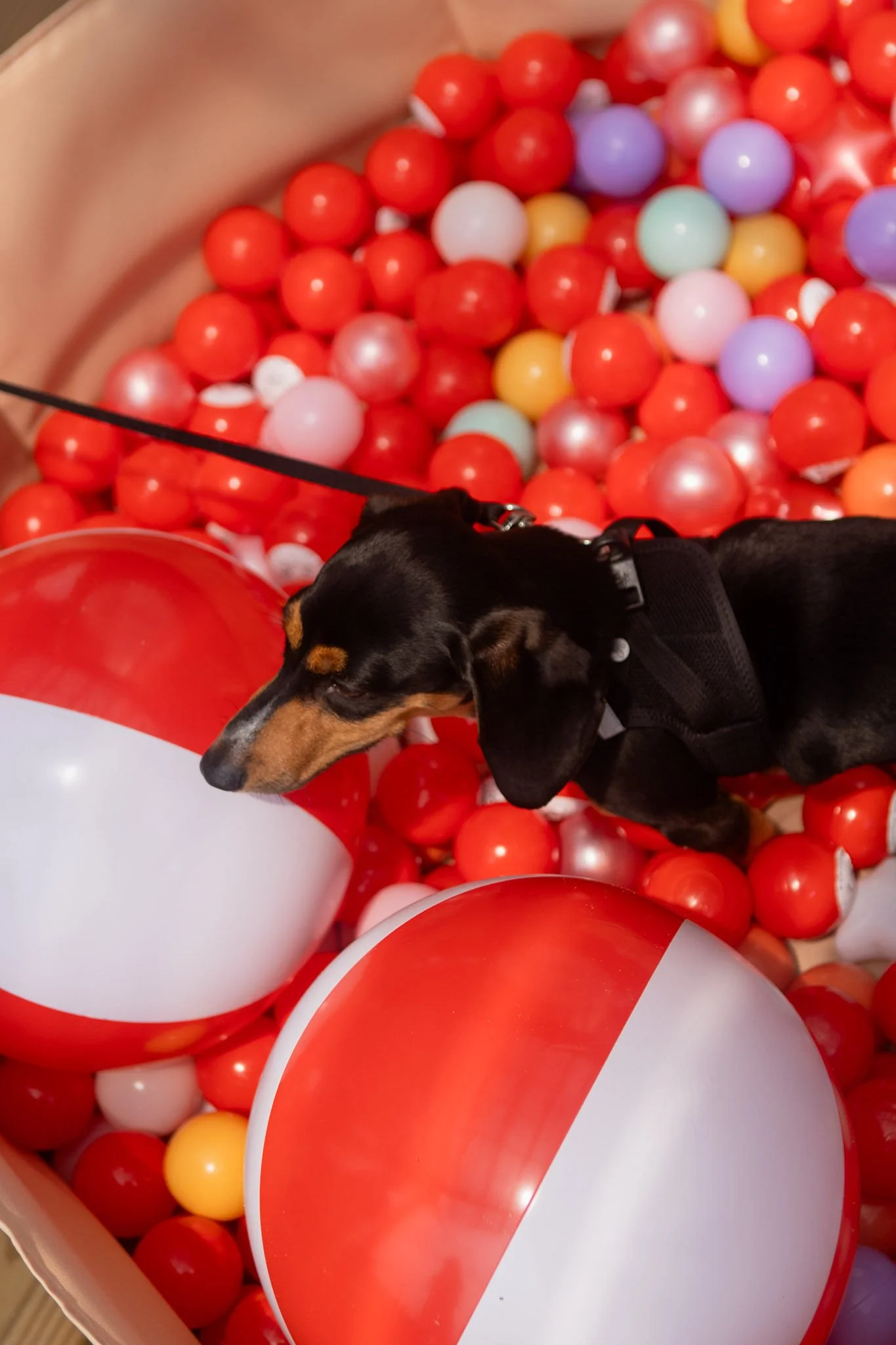 DogDaysOfSummer-115.jpg