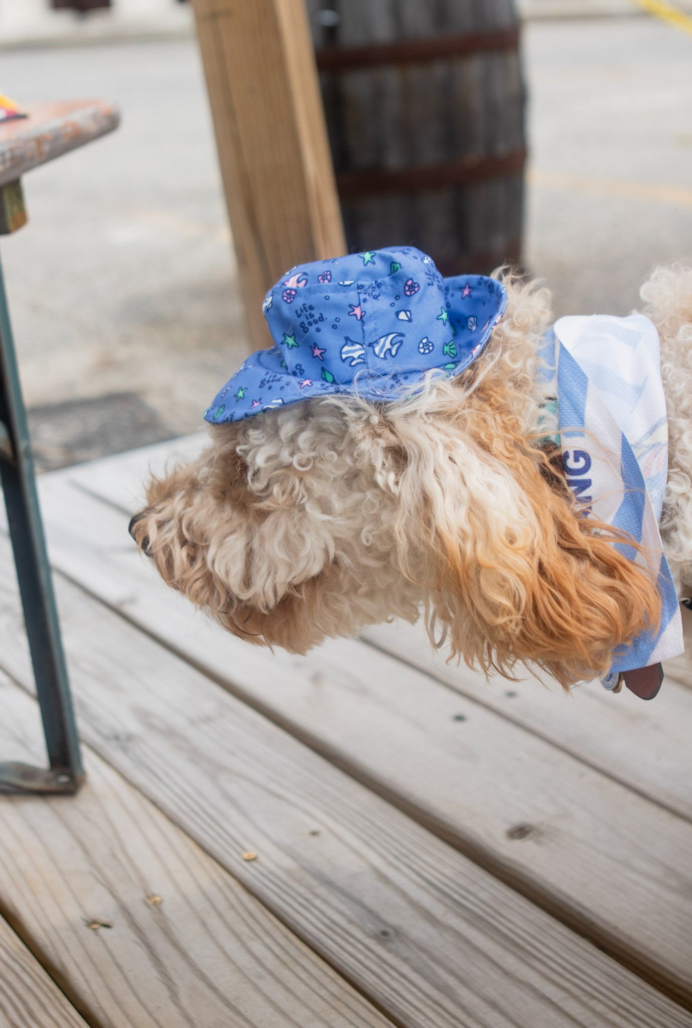 DogDaysOfSummer-064.jpg