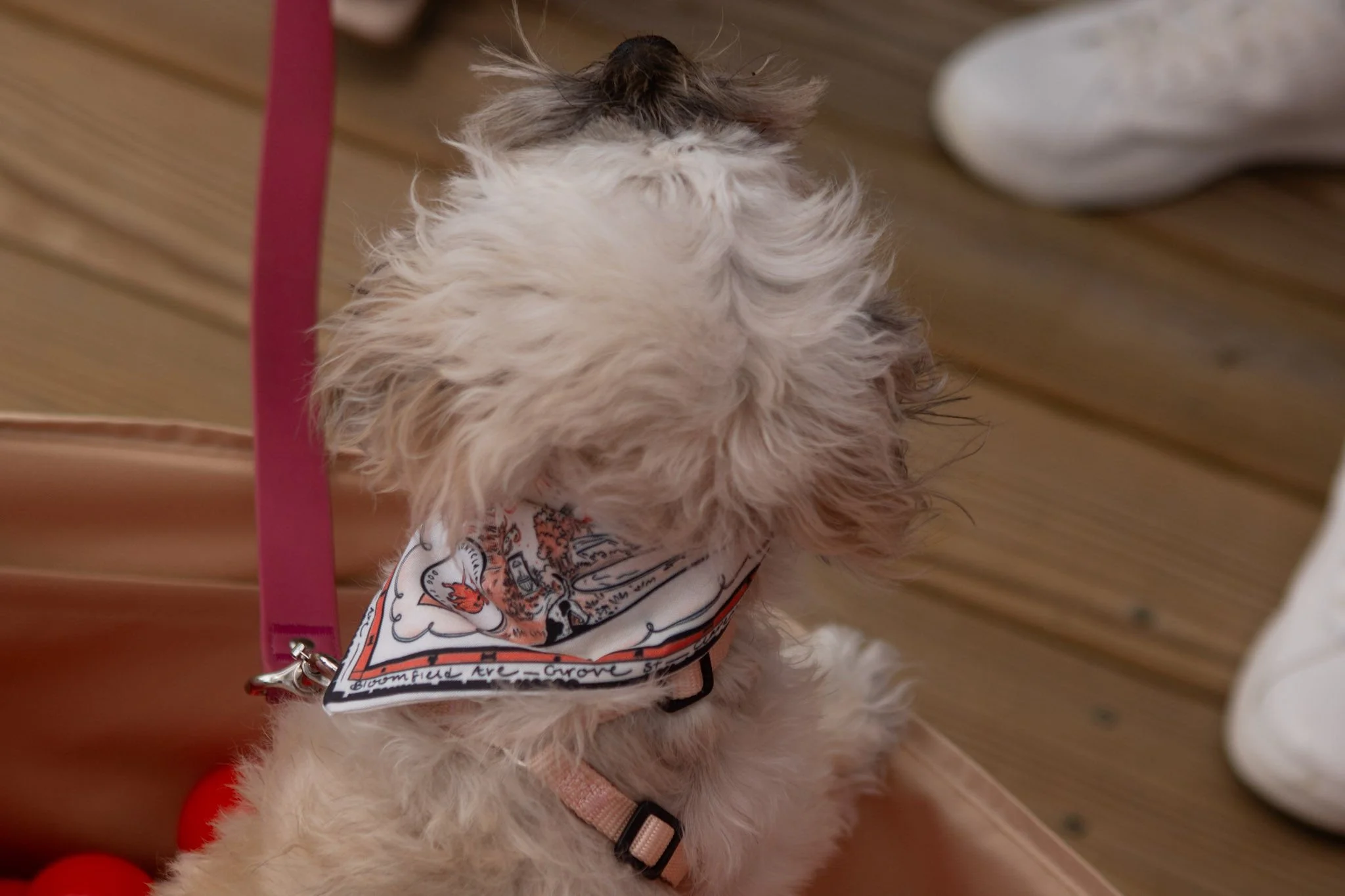 DogDaysOfSummer-104.jpg