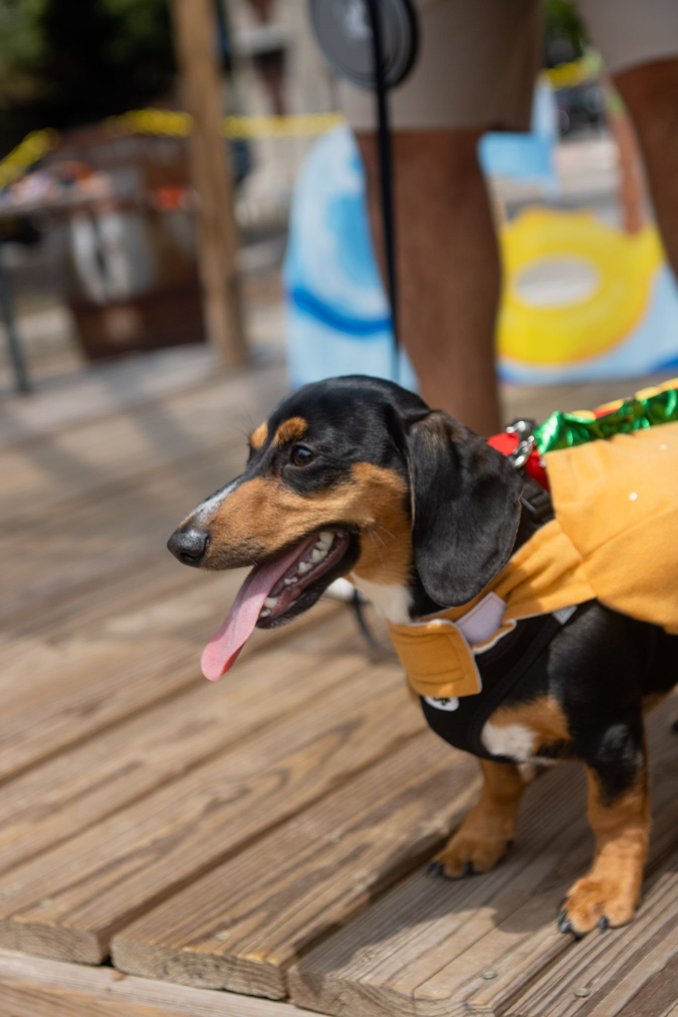DogDaysOfSummer-130.jpg
