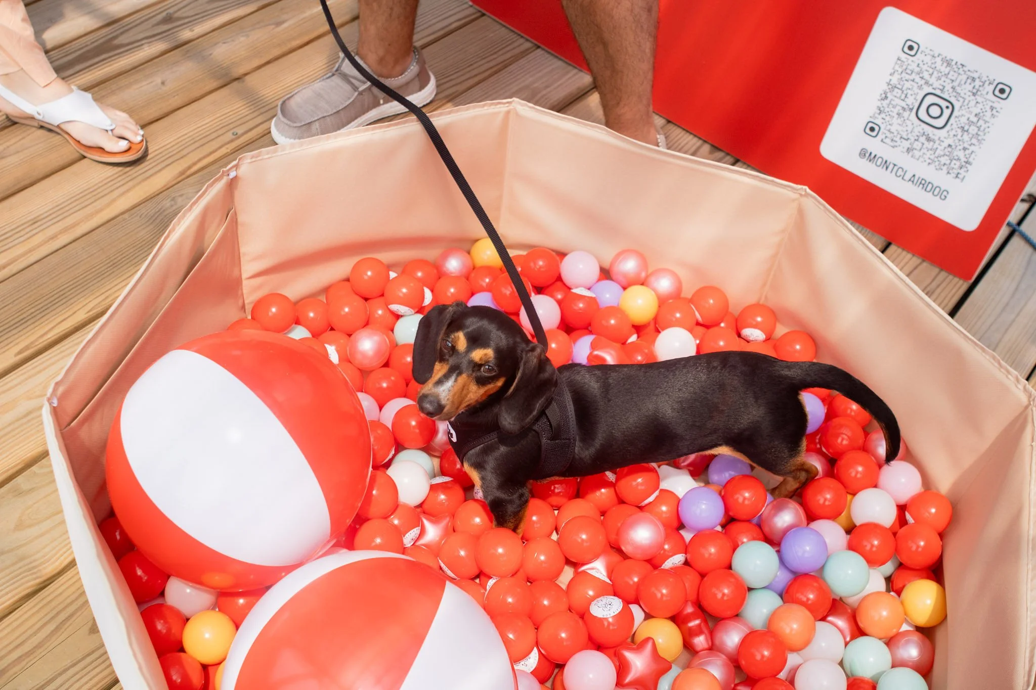 DogDaysOfSummer-122.jpg