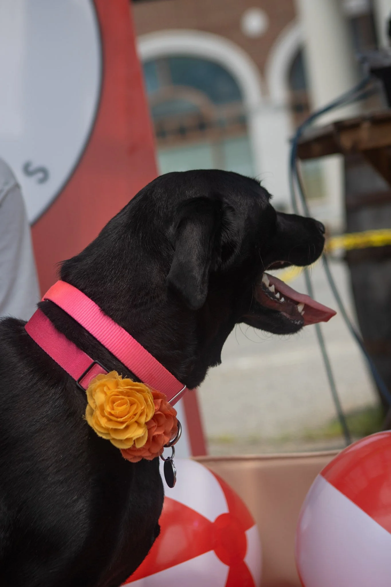 DogDaysOfSummer-187.jpg