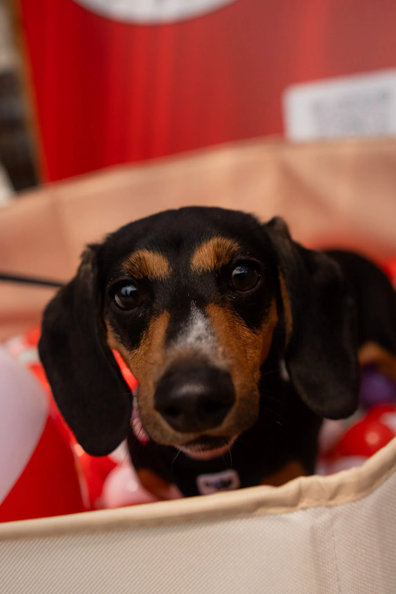 DogDaysOfSummer-118.jpg