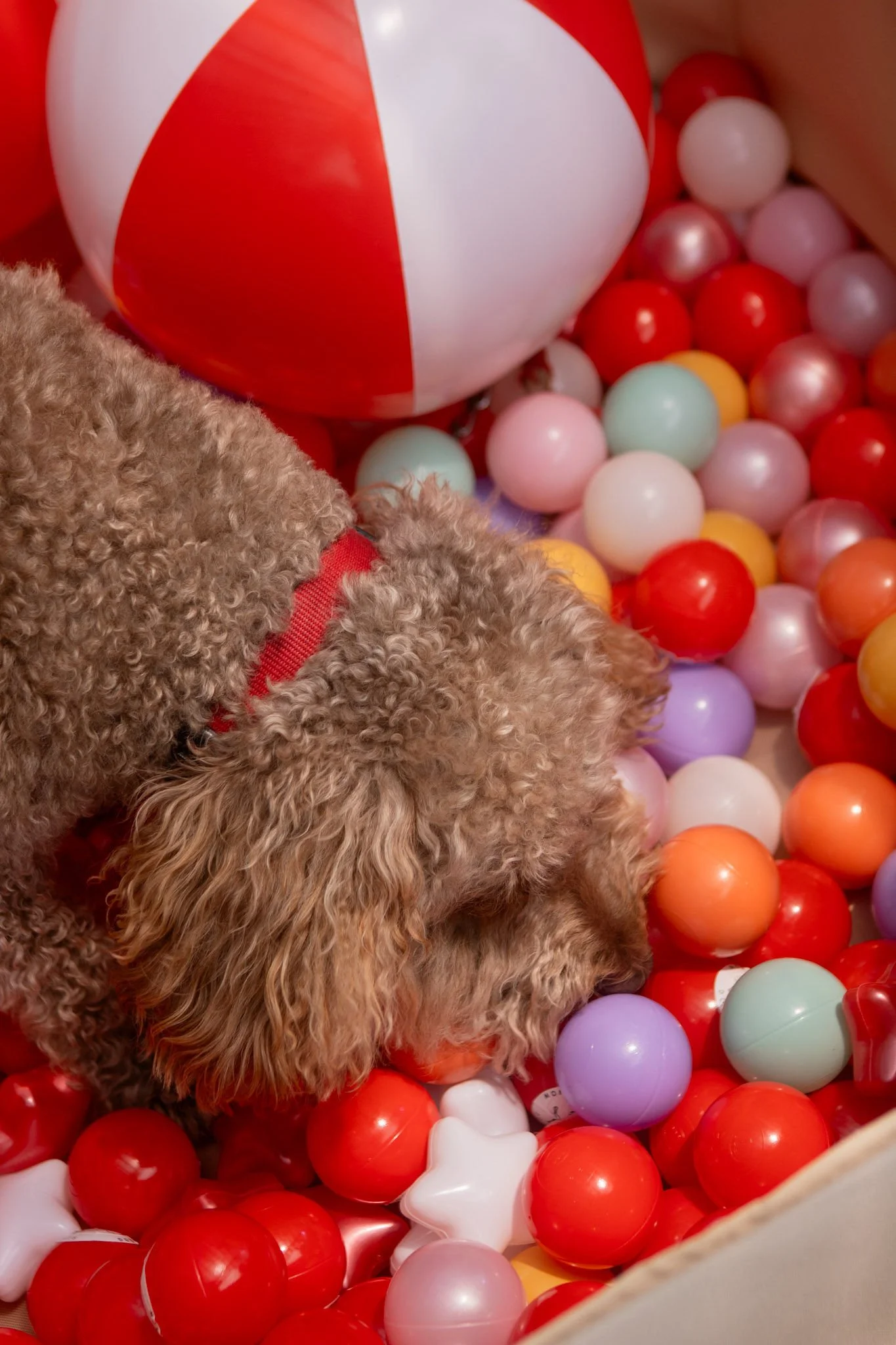 DogDaysOfSummer-159.jpg