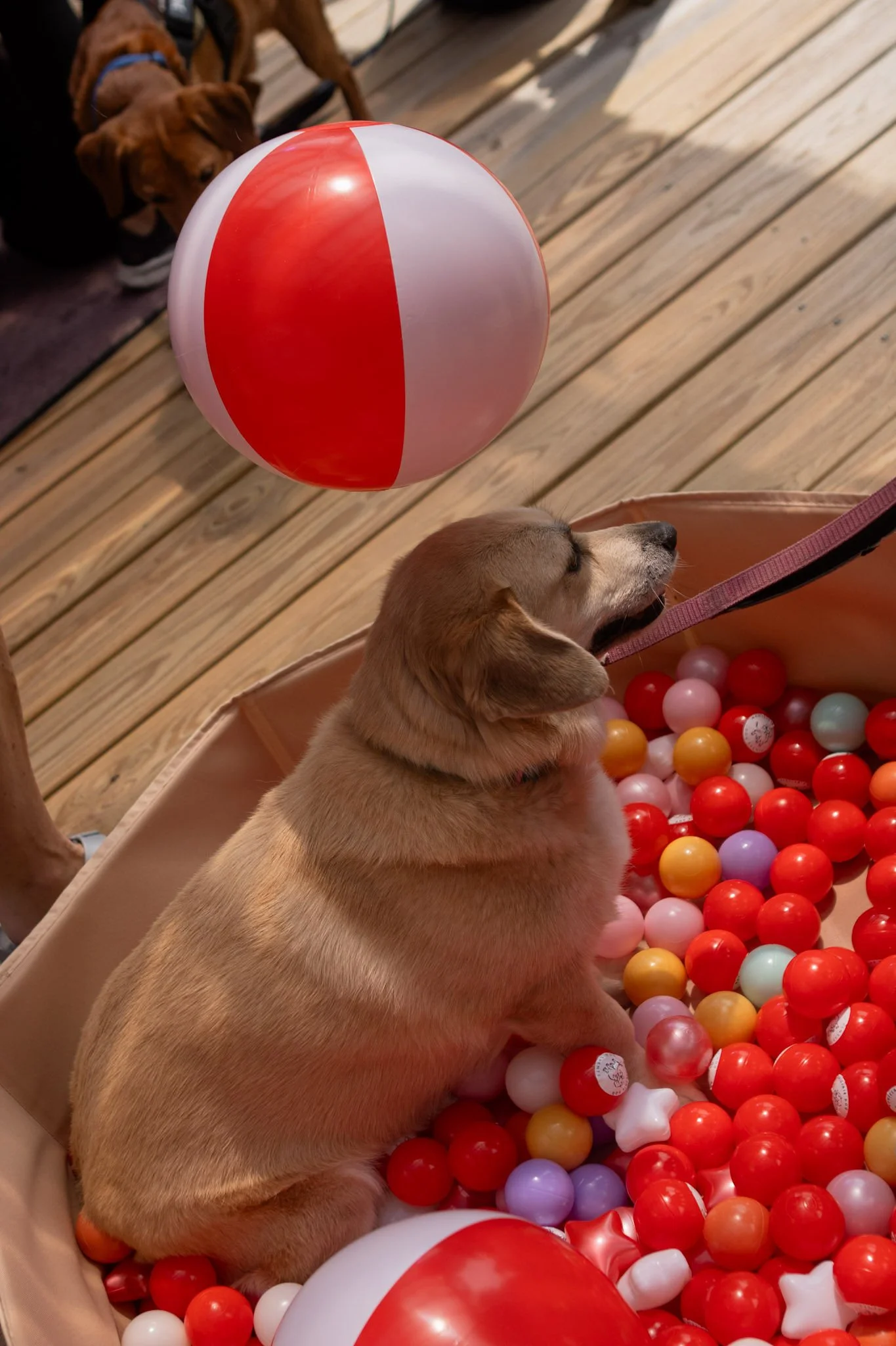 DogDaysOfSummer-171.jpg