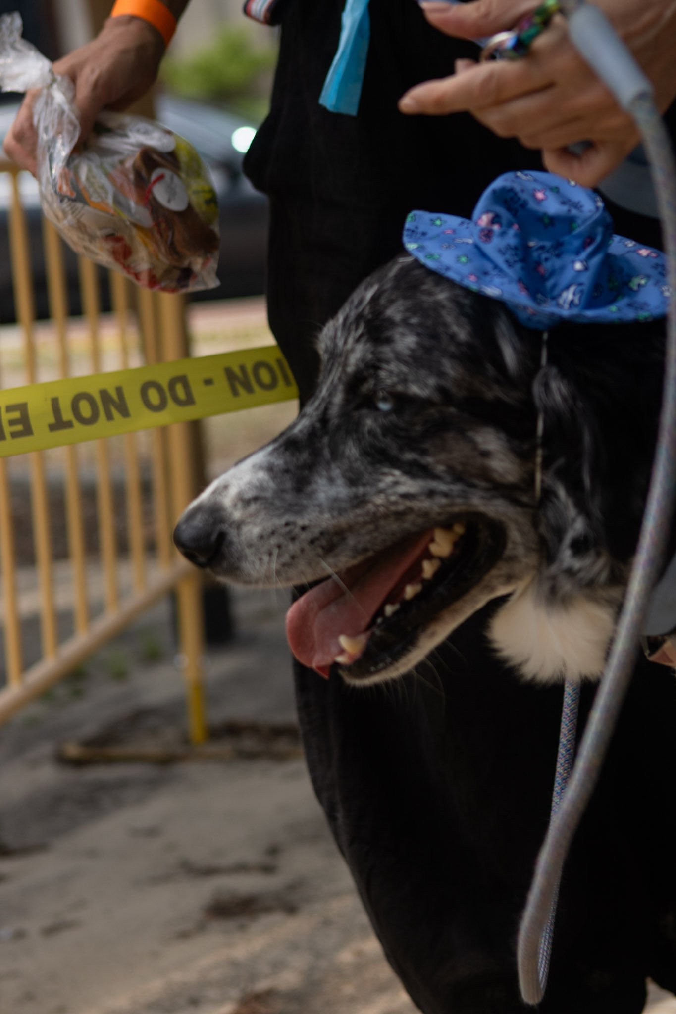 DogDaysOfSummer-162.jpg