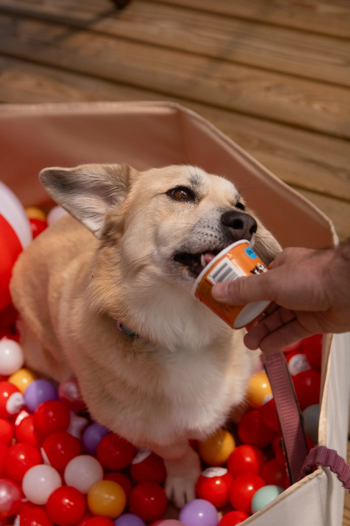 DogDaysOfSummer-175.jpg
