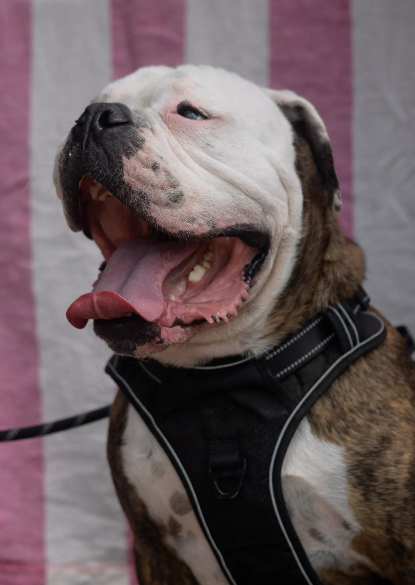 DogDaysOfSummer-134.jpg