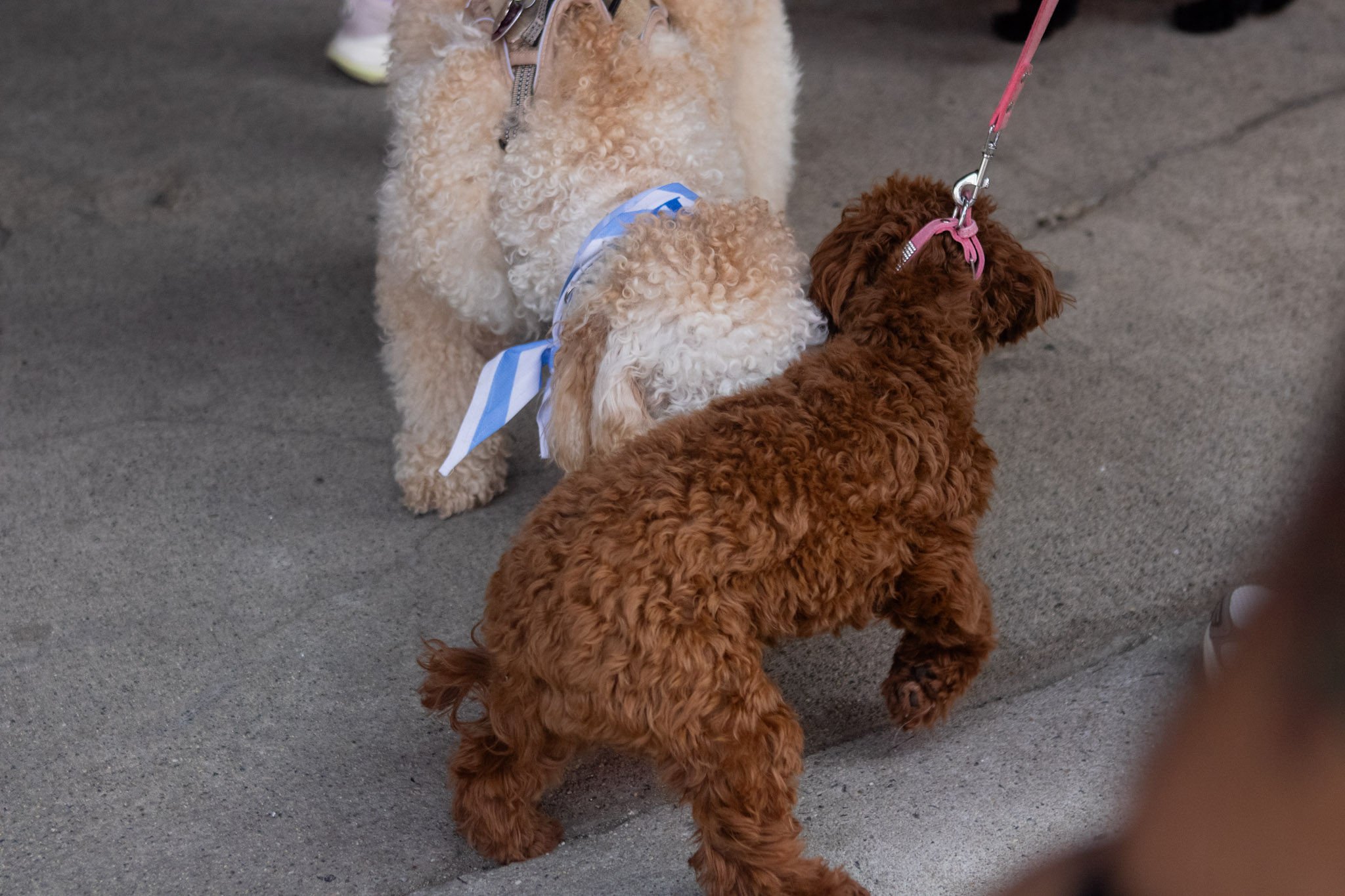 DogDaysOfSummer-154.jpg