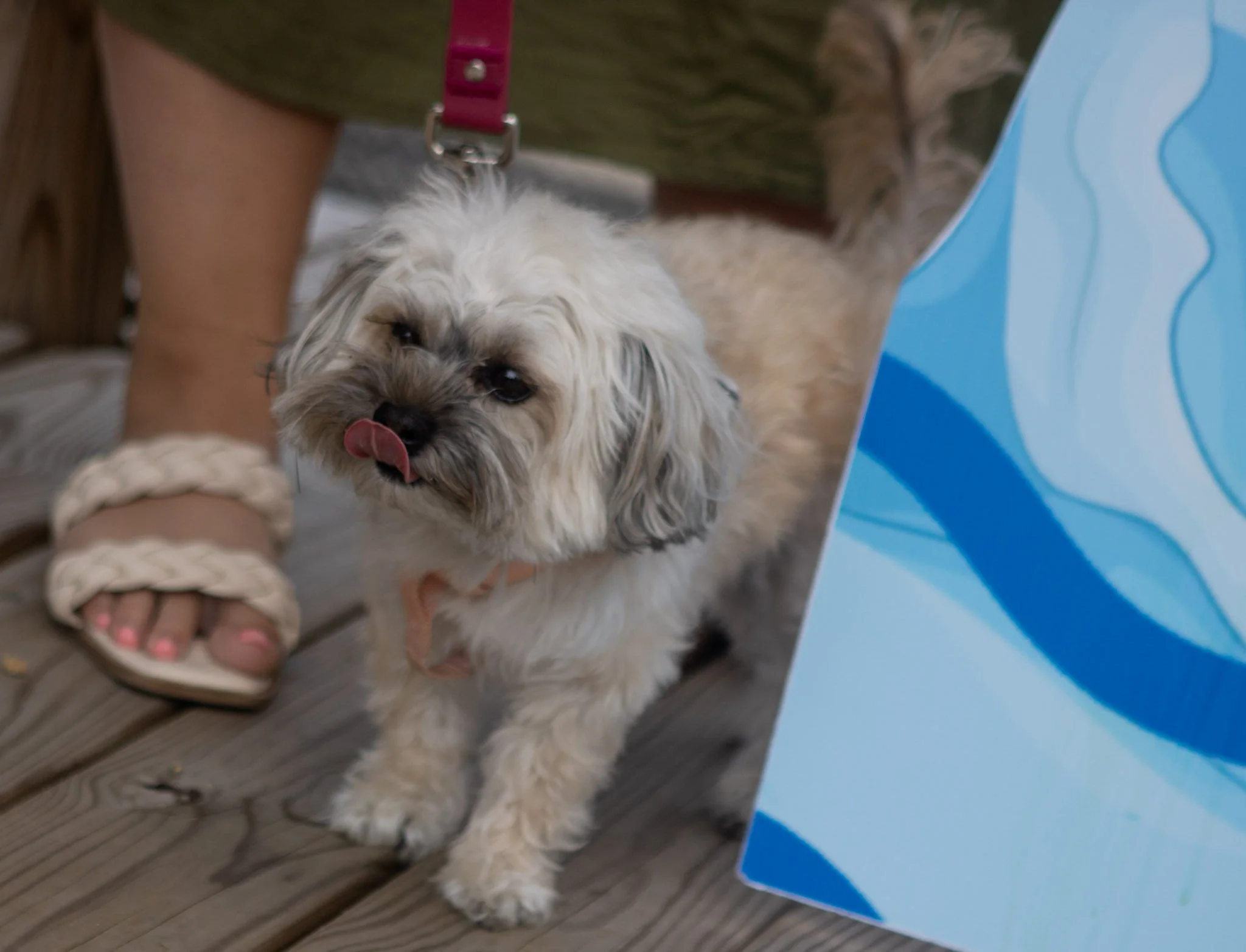 DogDaysOfSummer-102.jpg